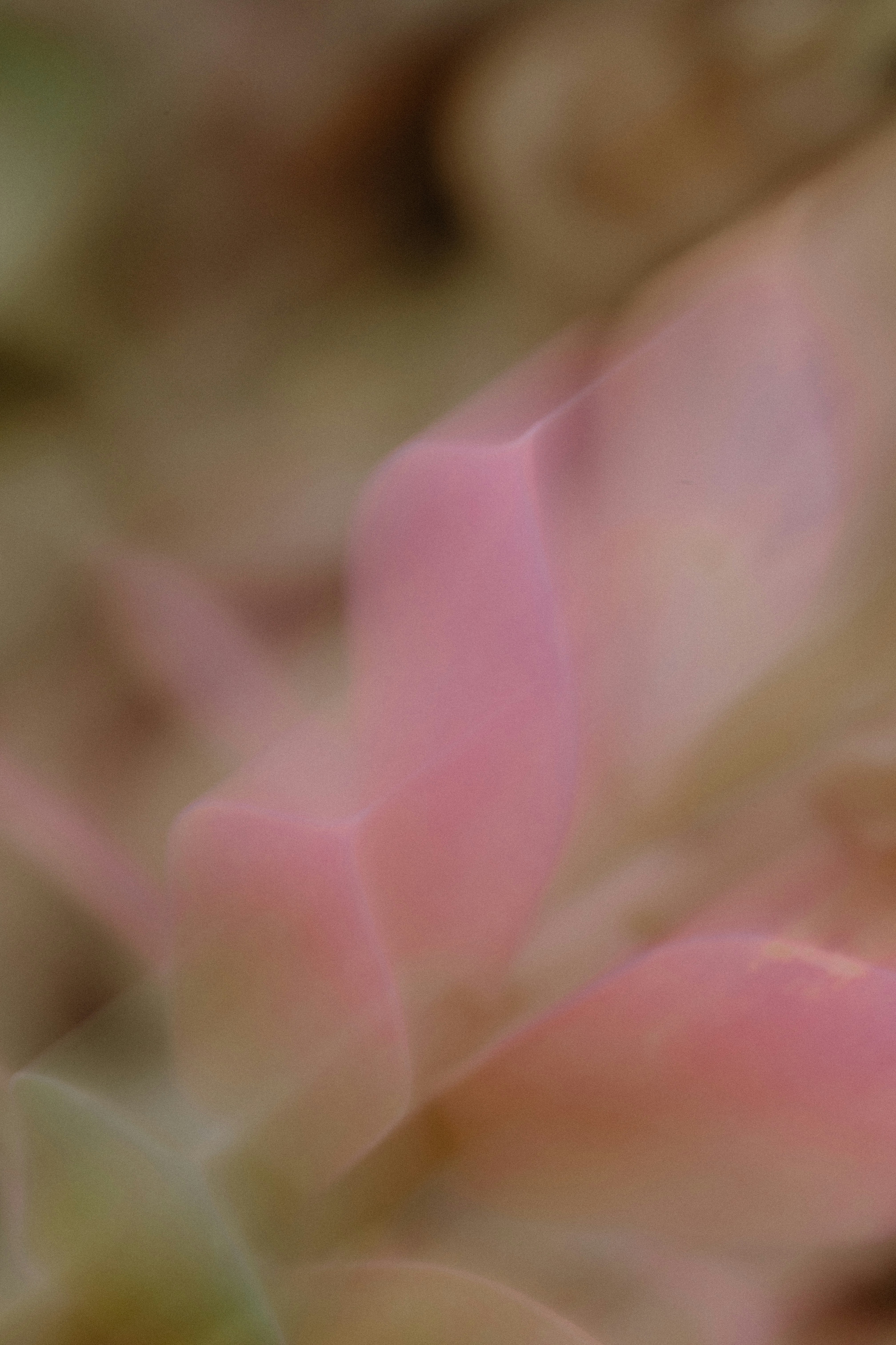 Soft pink petals with blurred brown background