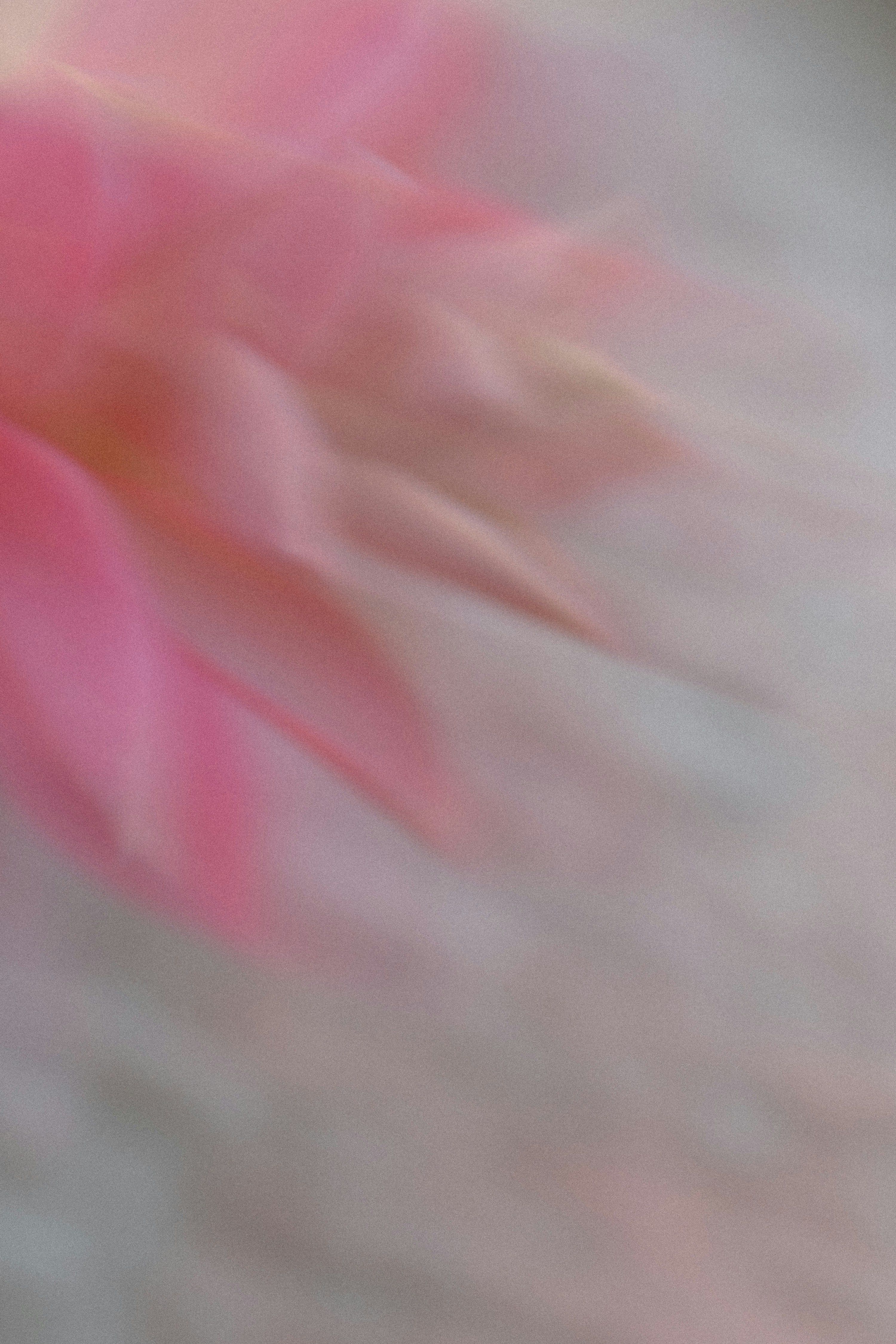 Abstract soft pink and white floral blur