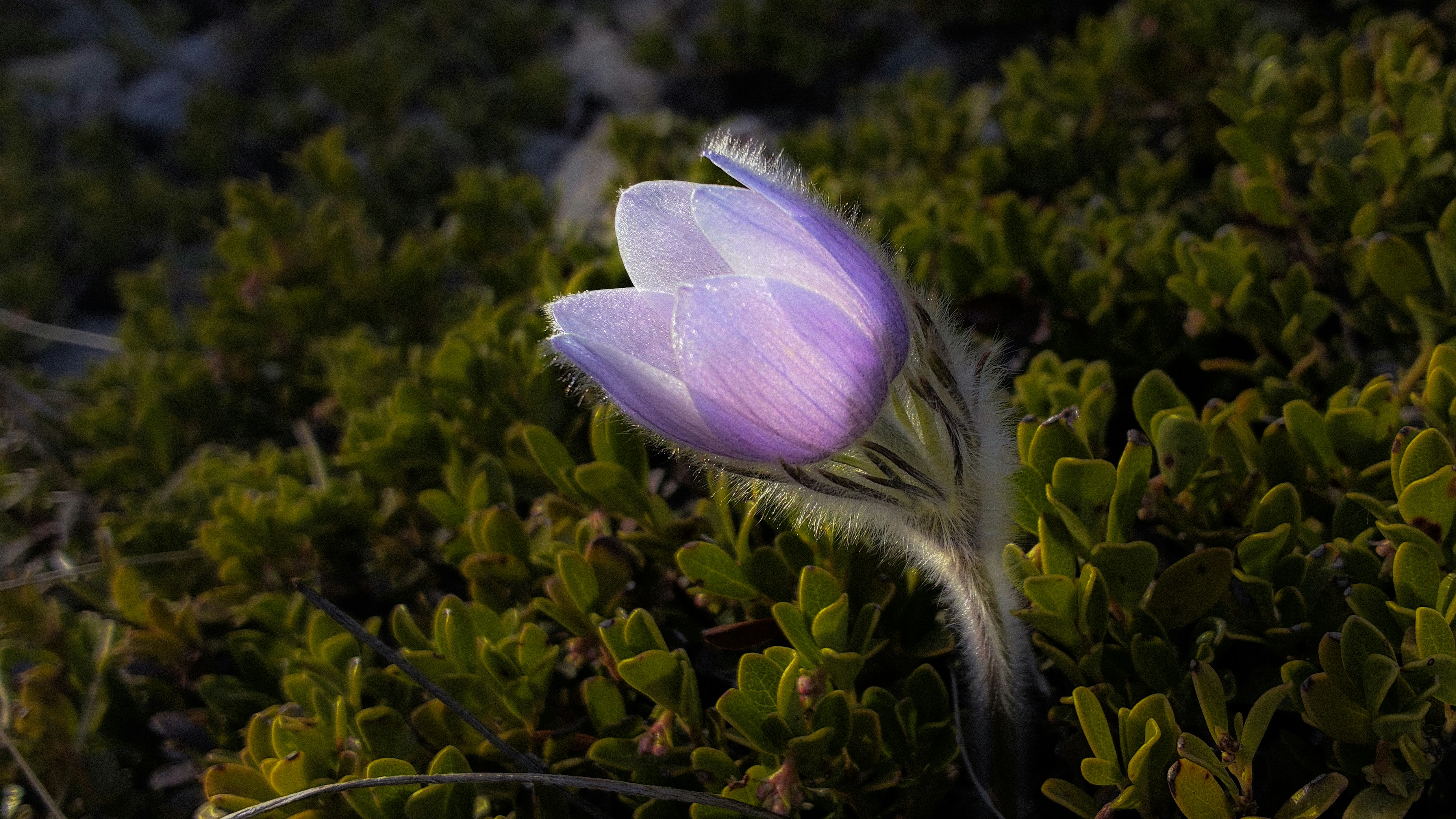 Photo by dmytro_yarish