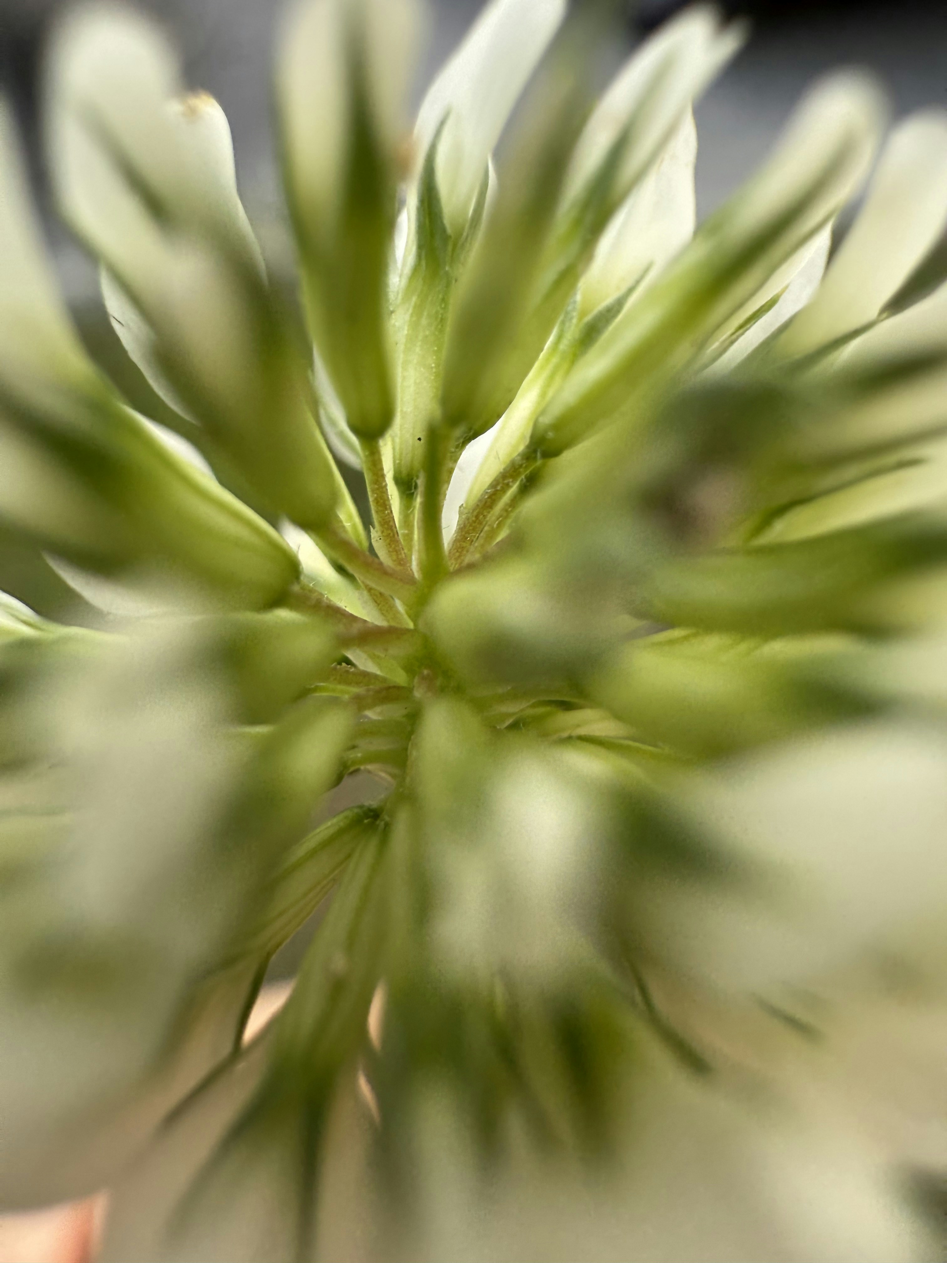 Photo by chanterelle_