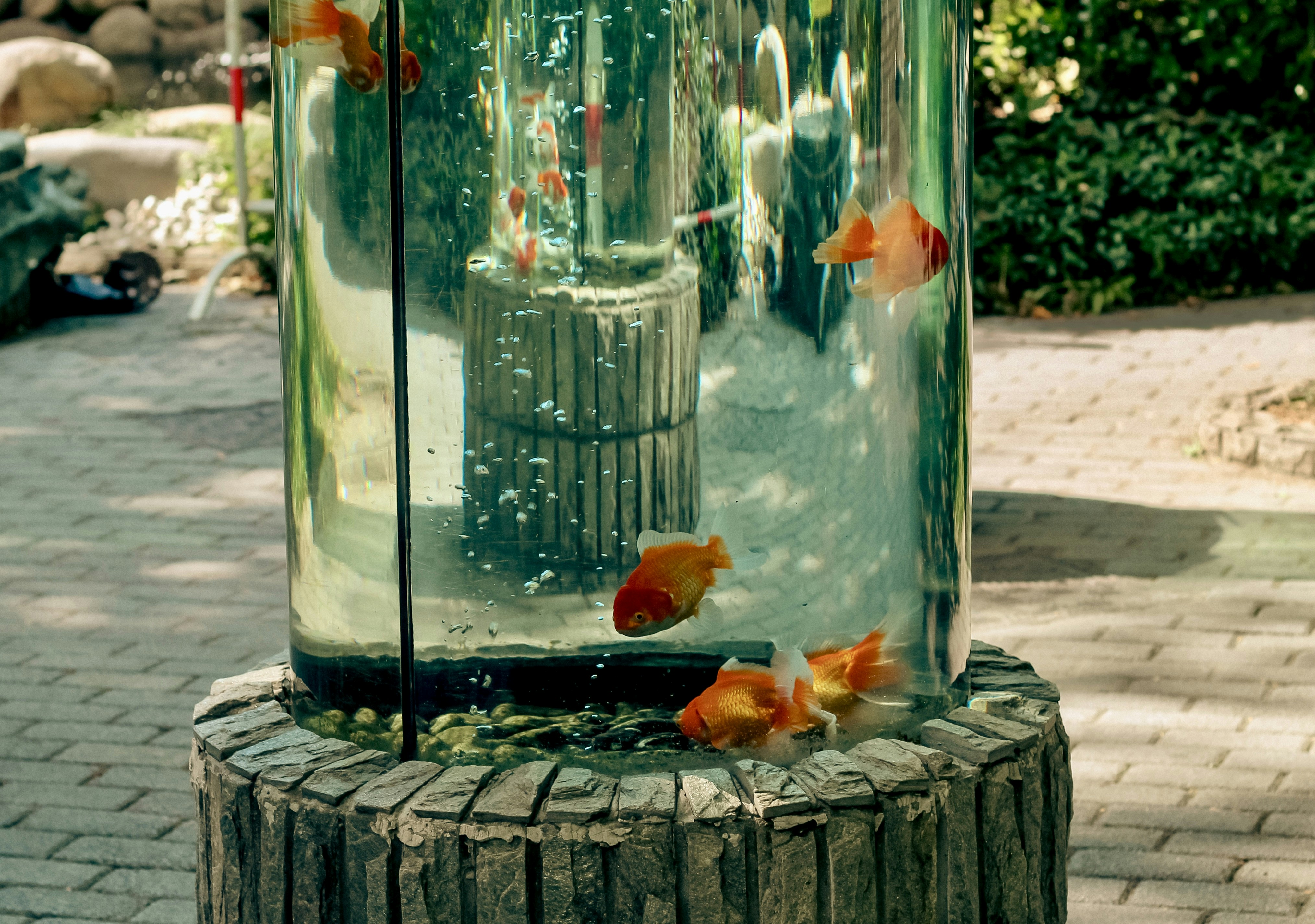 Goldfish swim in a tall cylindrical aquarium.