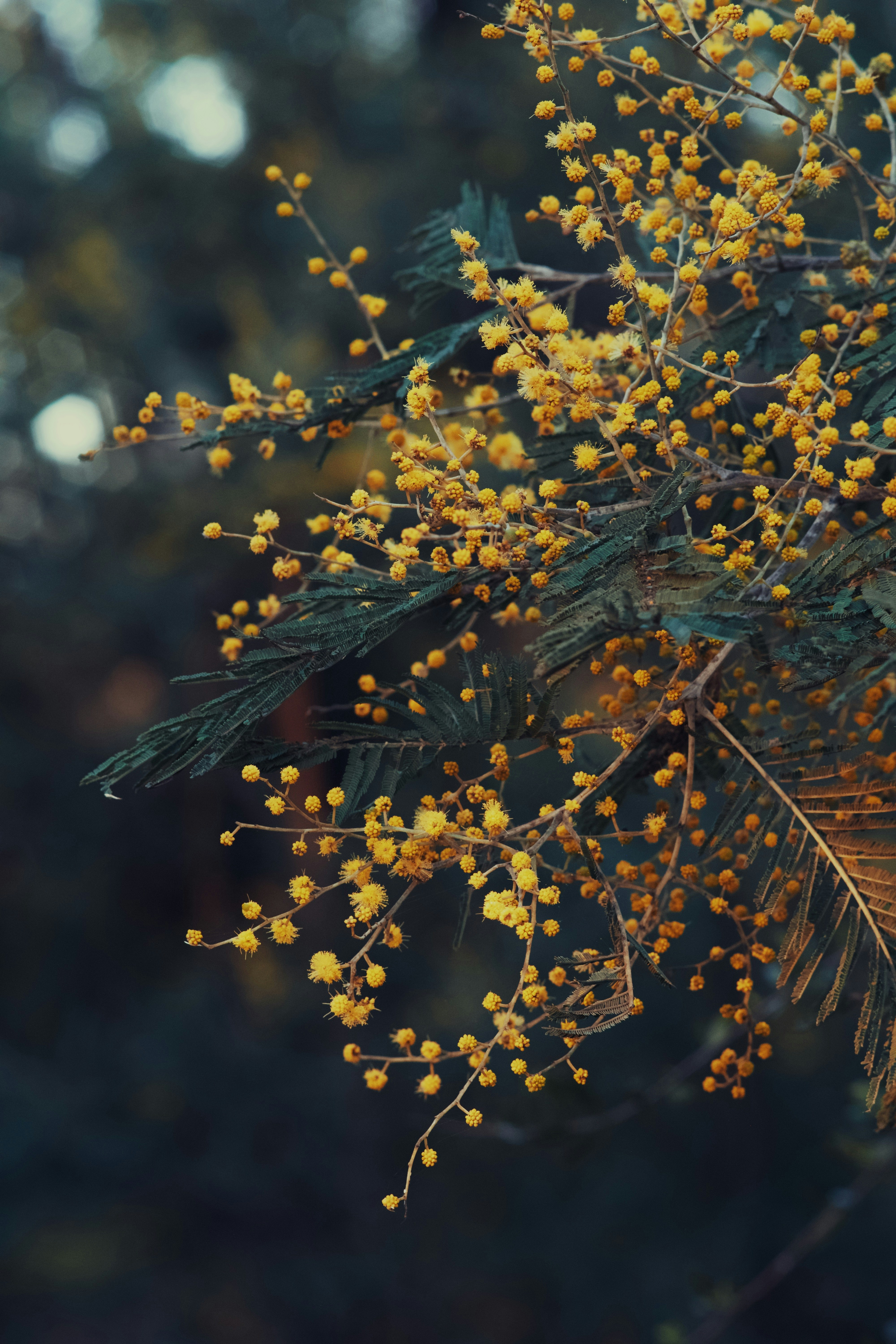 Native Plant Gardening Tips for a Thriving Backyard