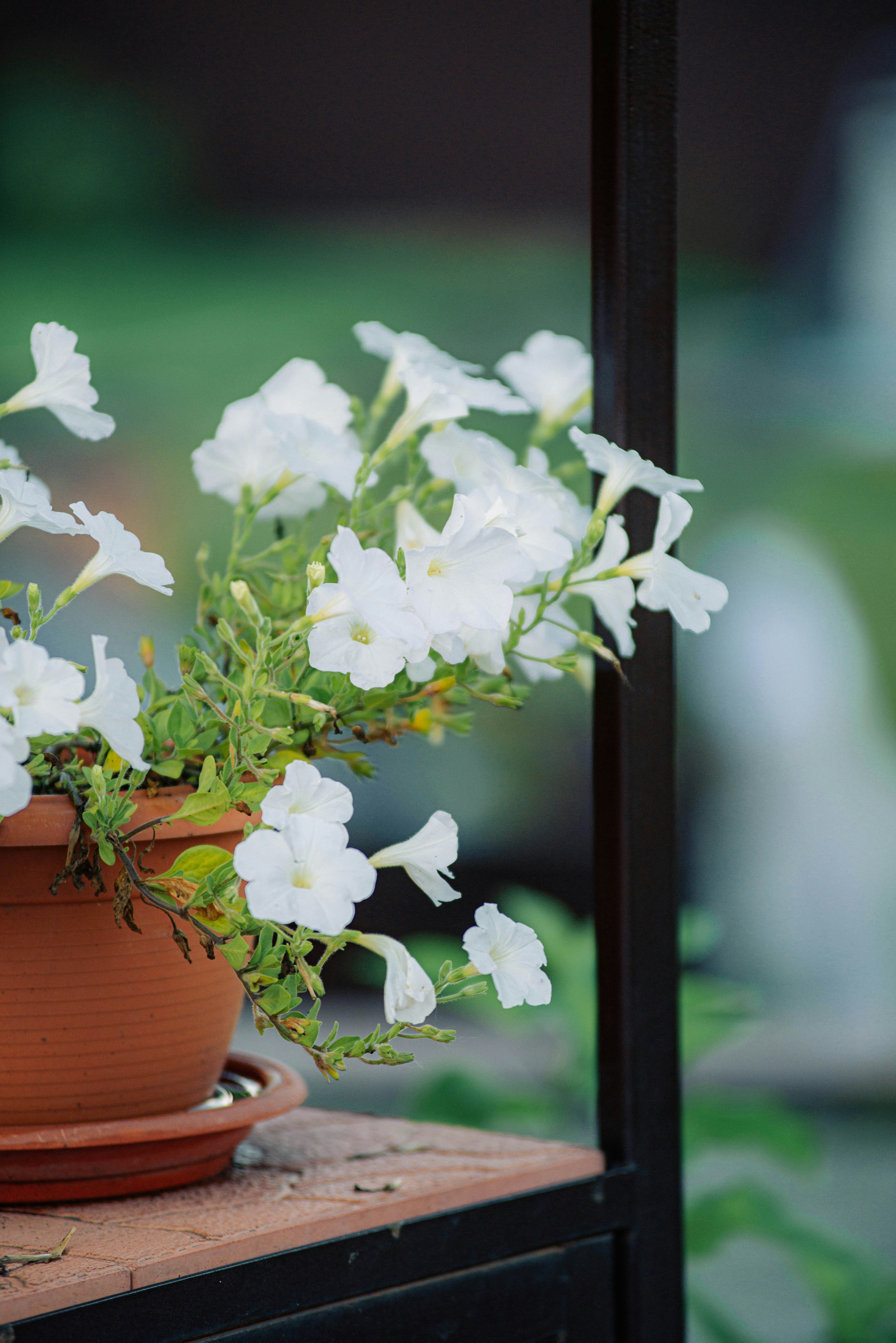 White petunias bloom in a terracotta pot.