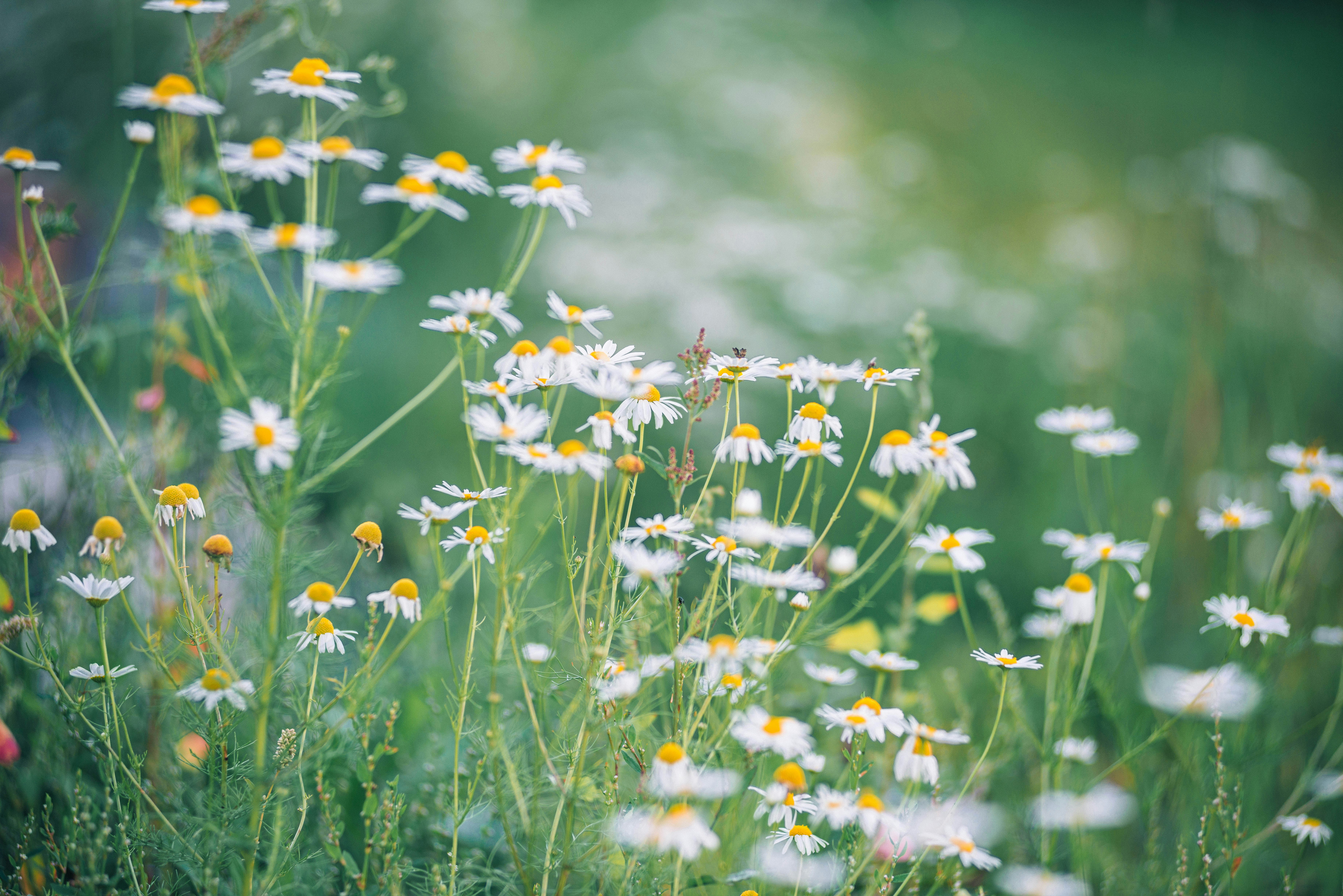 Campo de margaritas blancas con tallos y hojas verdes foto – Imagen de Flor  gratuita en Unsplash, image size:3000x2002