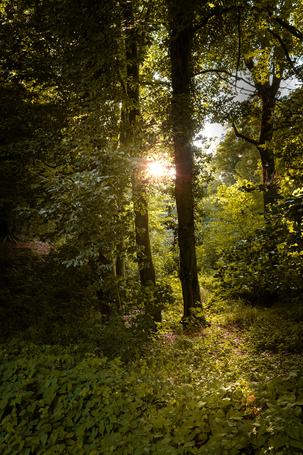 Sunlight through tall trees in the woods by the Étang de Meudon
