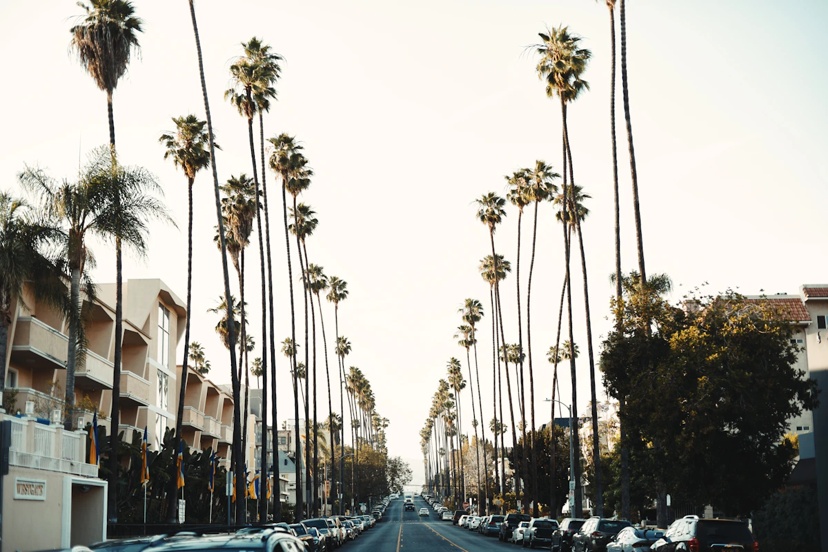 Tall palm trees lining a residential street in Koreatown, Los Angeles