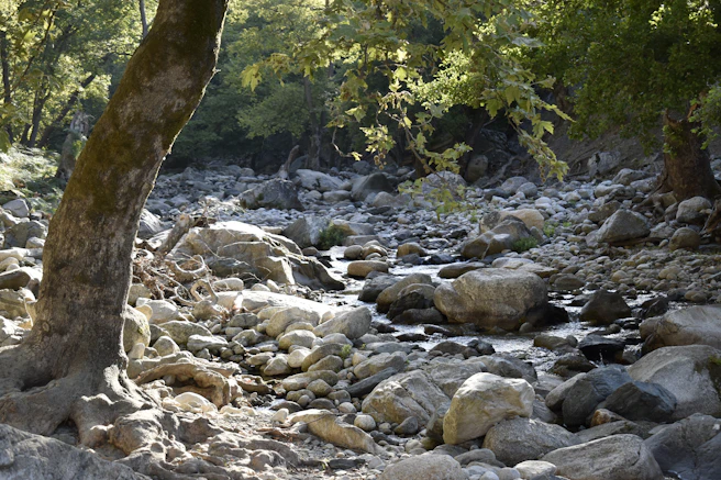 Rocky stream bed with trees and dappled sunlight