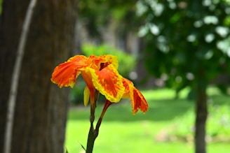 A vibrant orange and yellow flower in bloom.