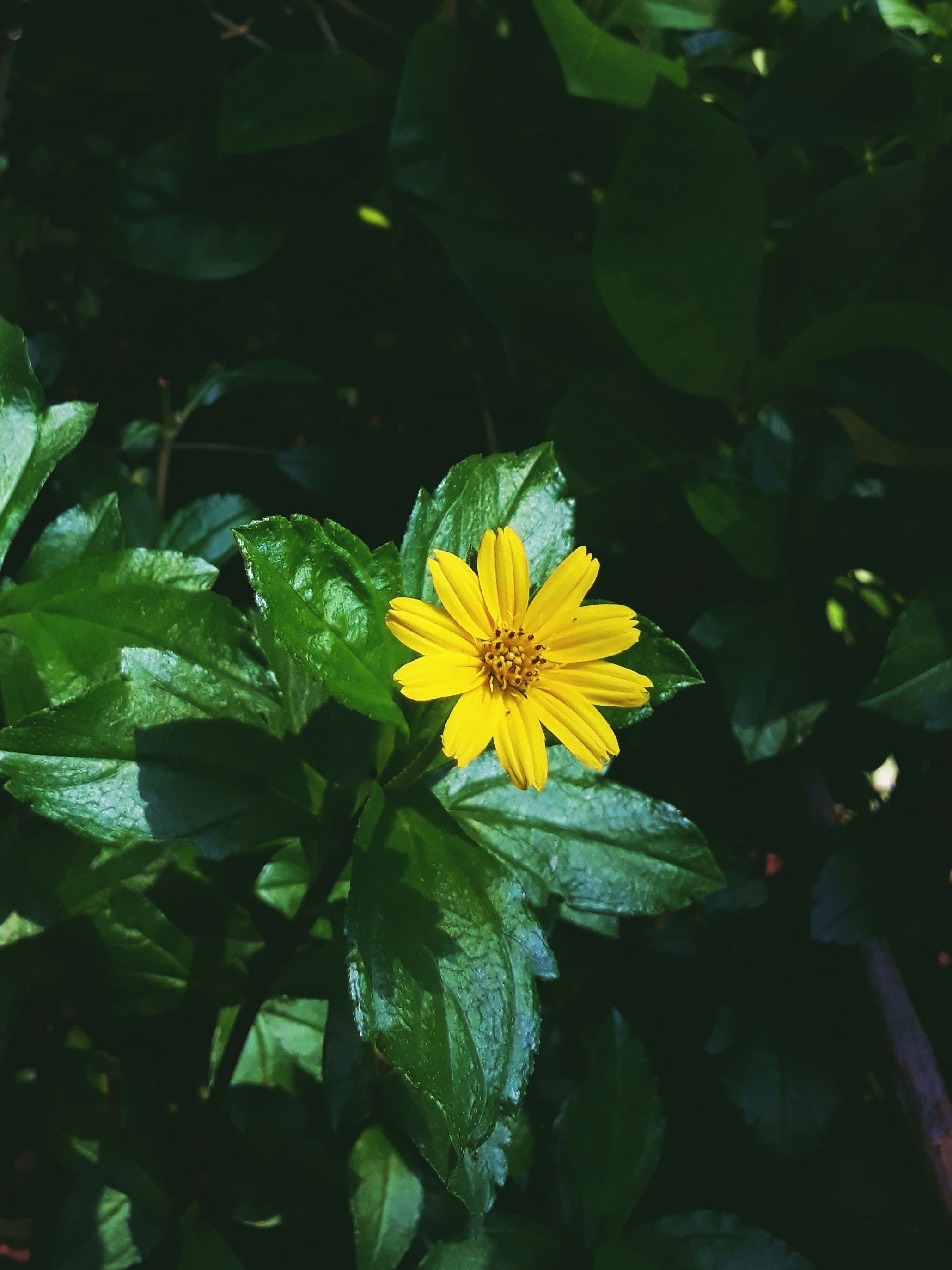 Photo by milaoktasafitri