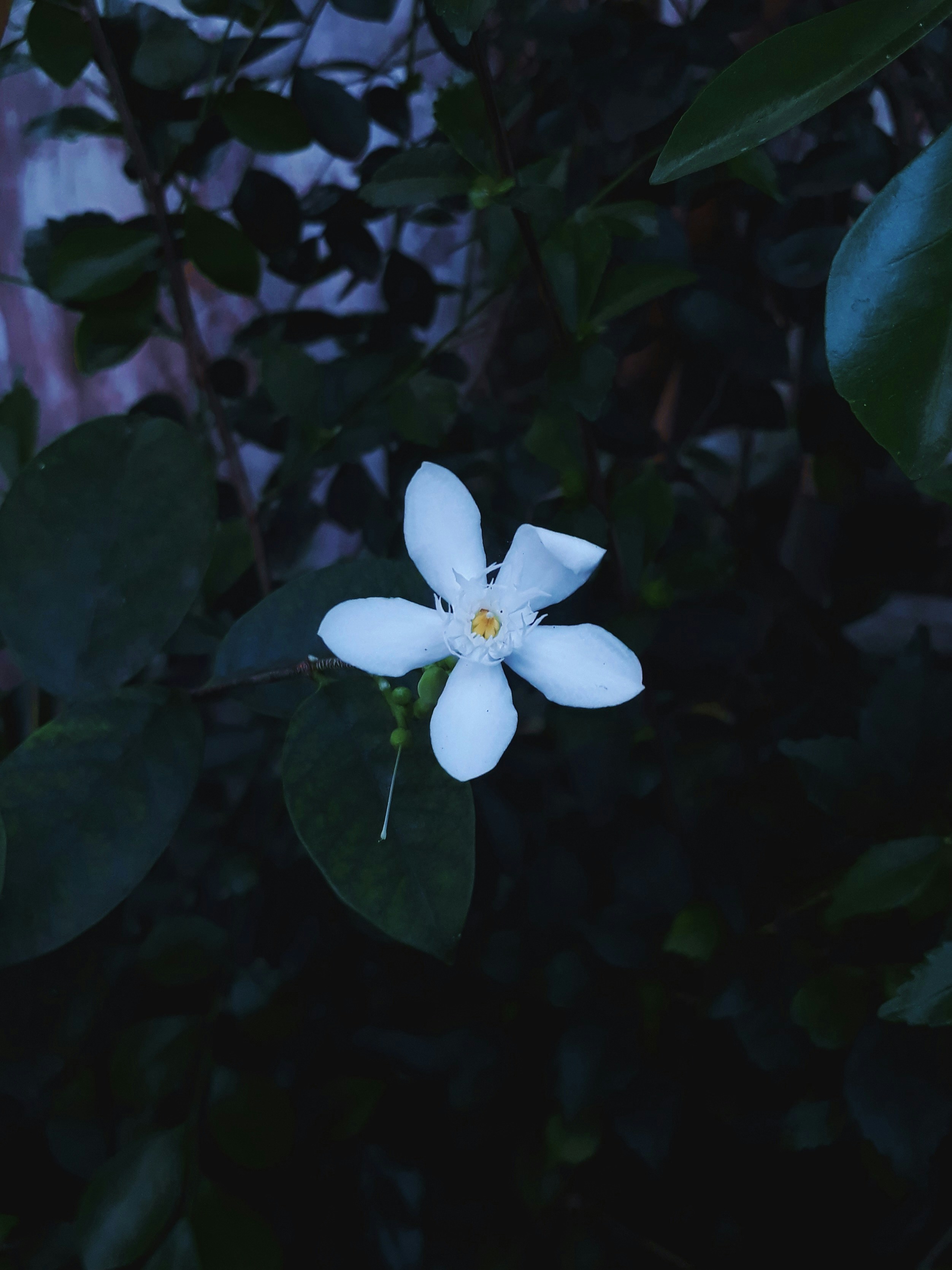 Photo by milaoktasafitri