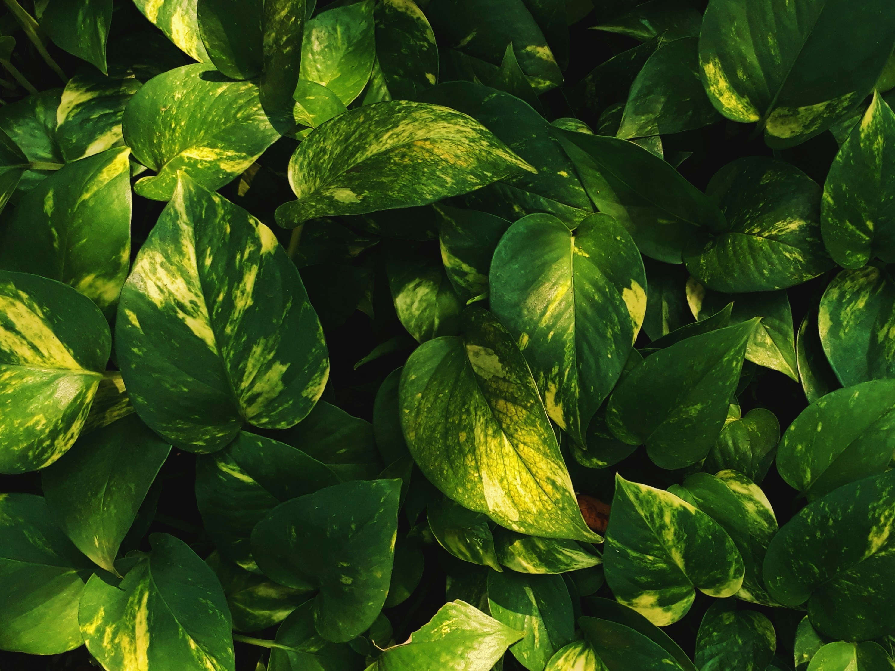 Photo by milaoktasafitri