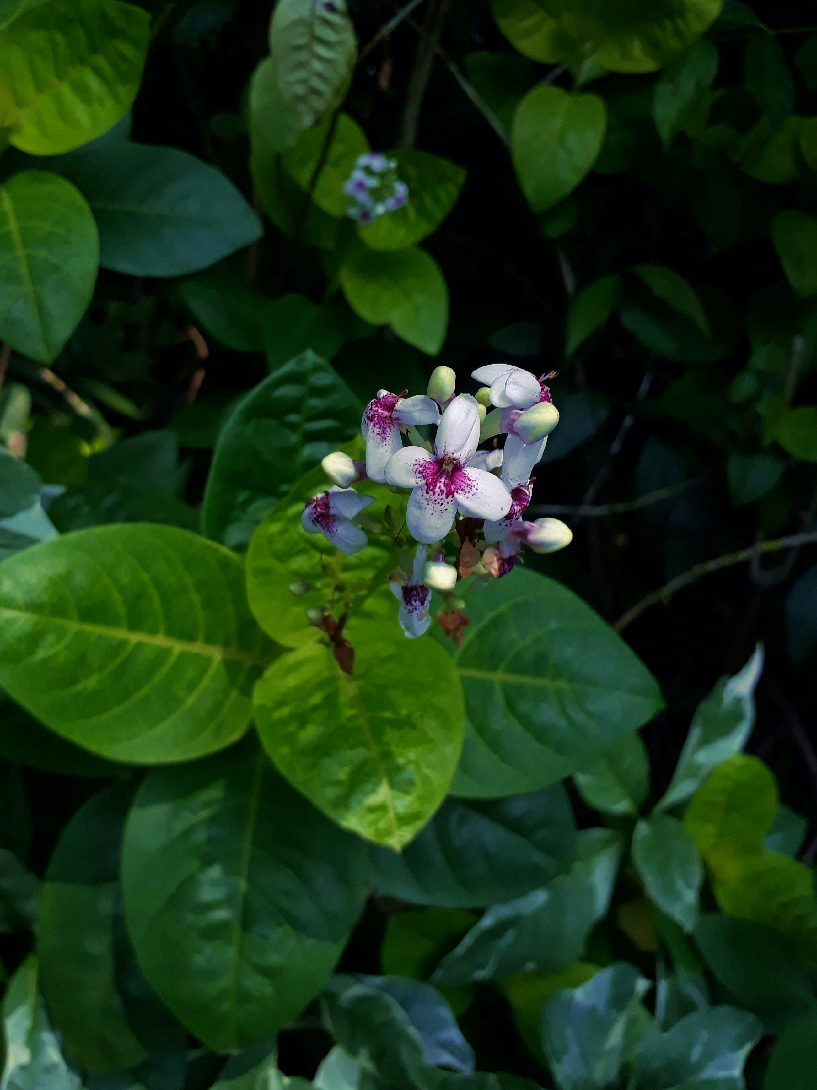 Photo by milaoktasafitri