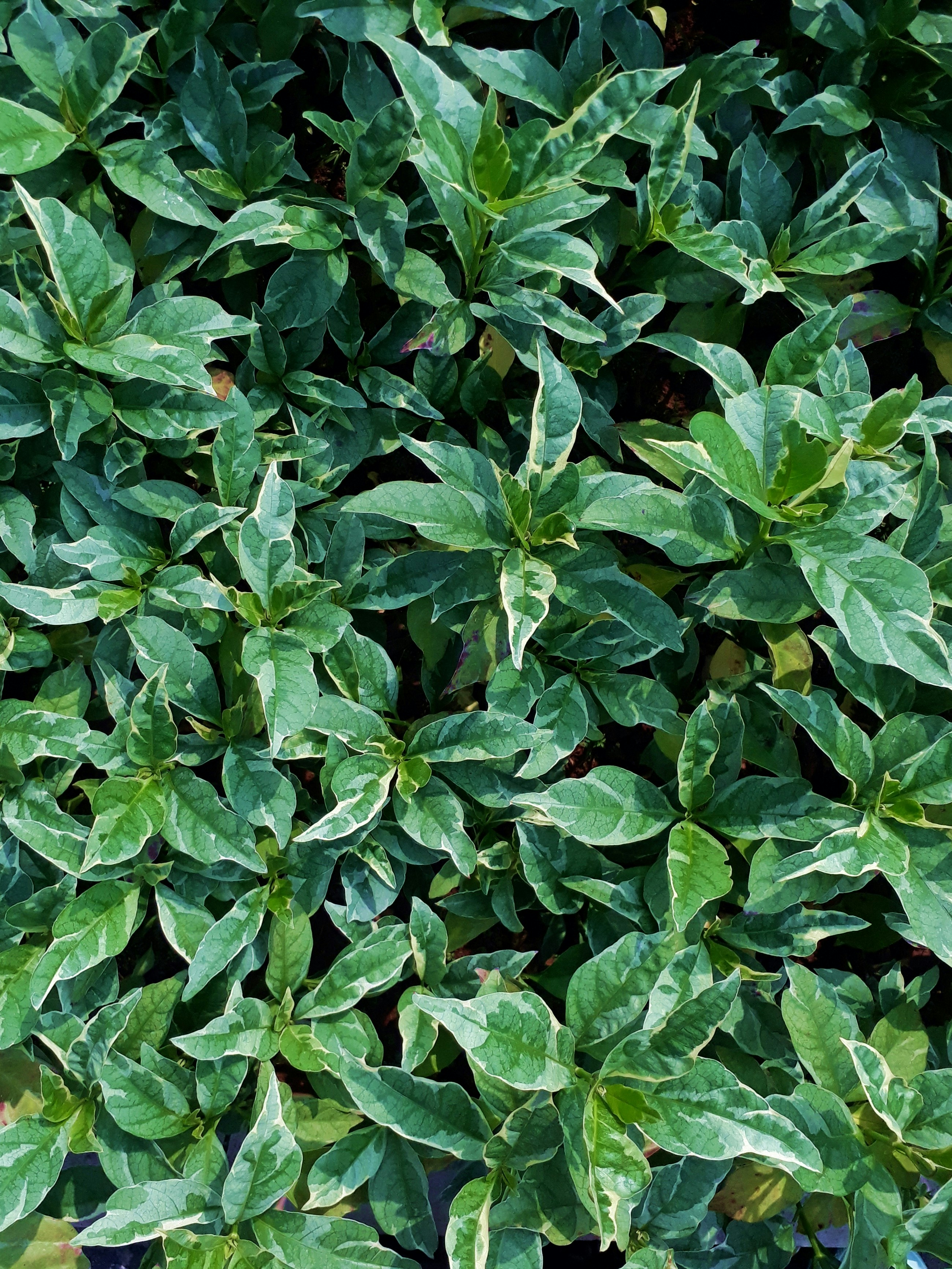 Photo by milaoktasafitri