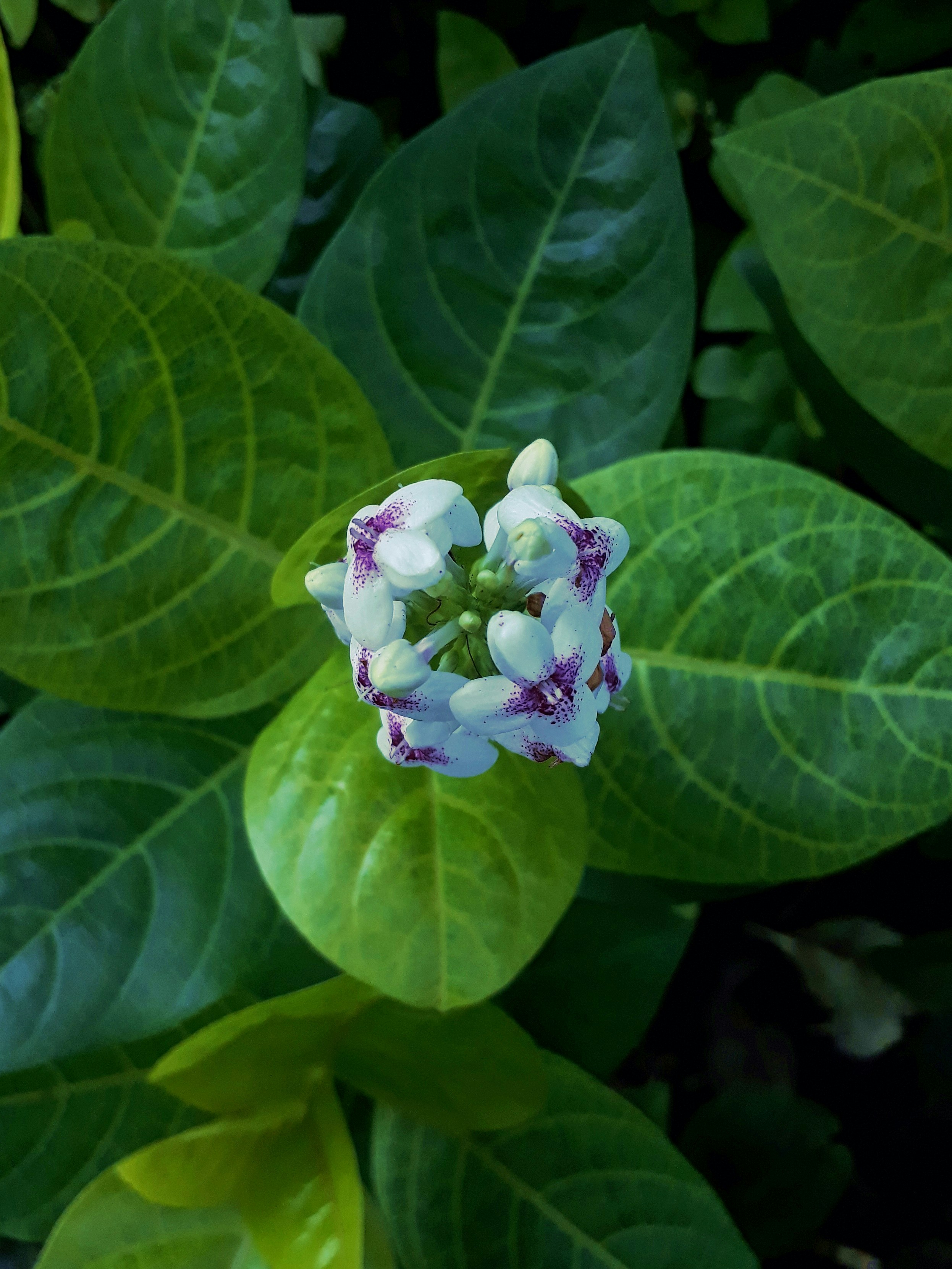 Photo by milaoktasafitri
