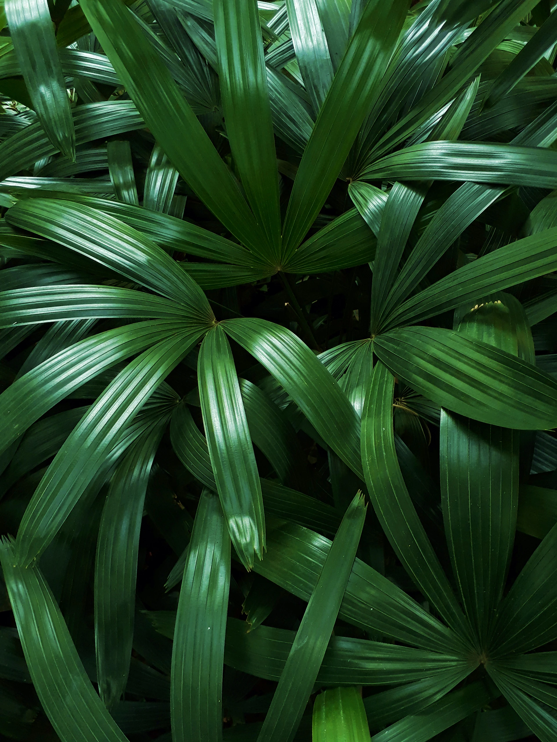 Lush green palm leaves creating a natural pattern
