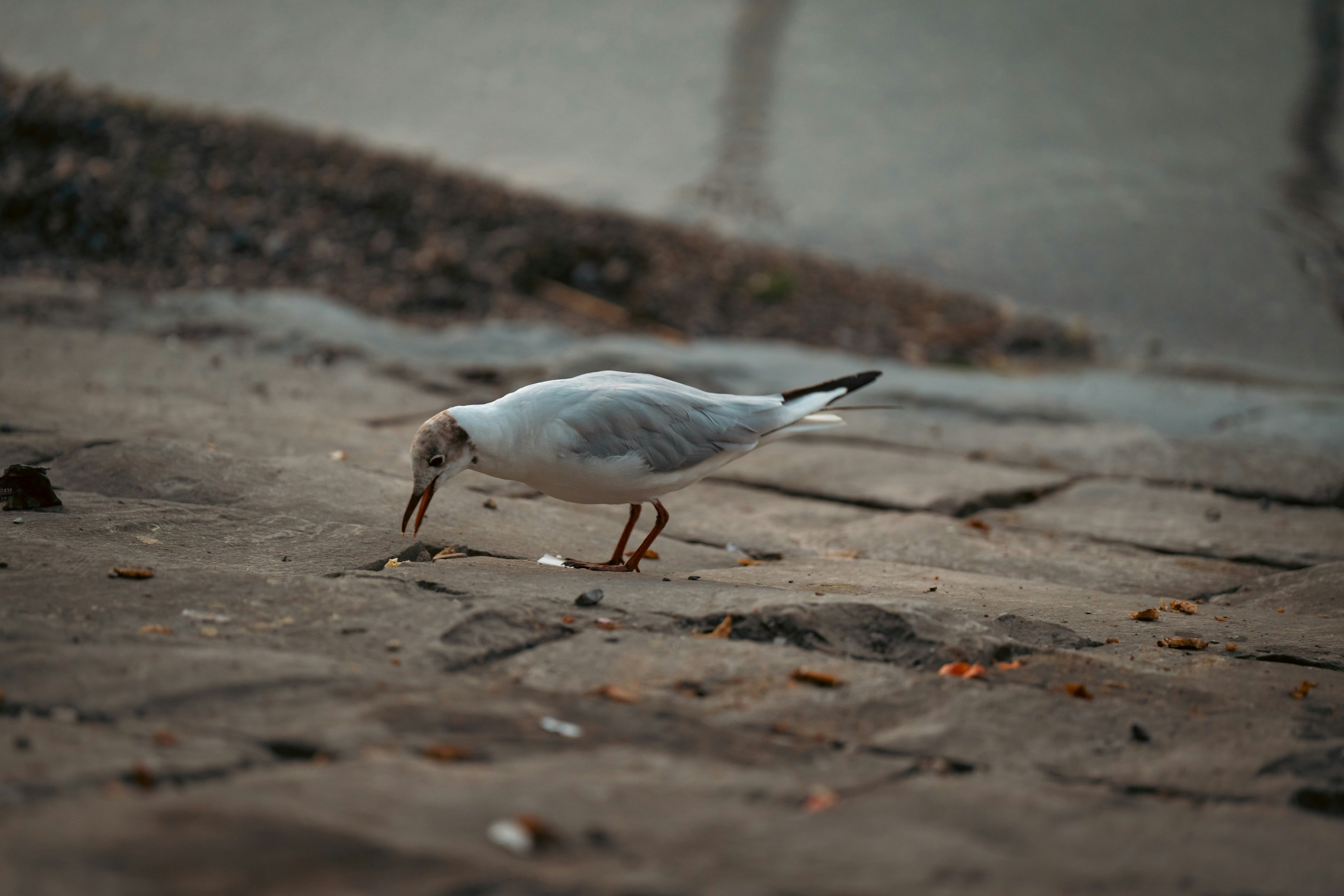 Photo by opohmelka