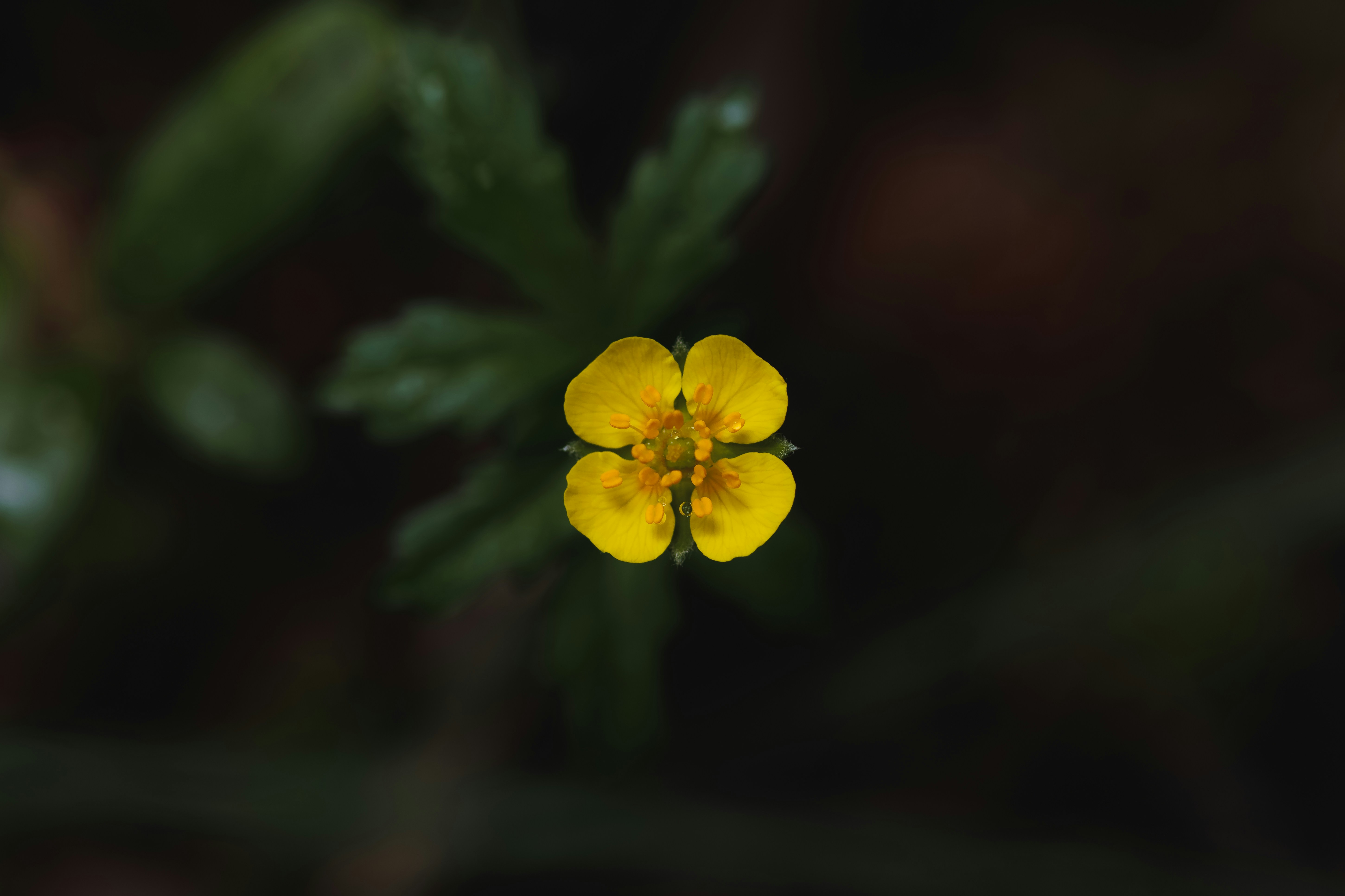 Photo by raedkasrawani