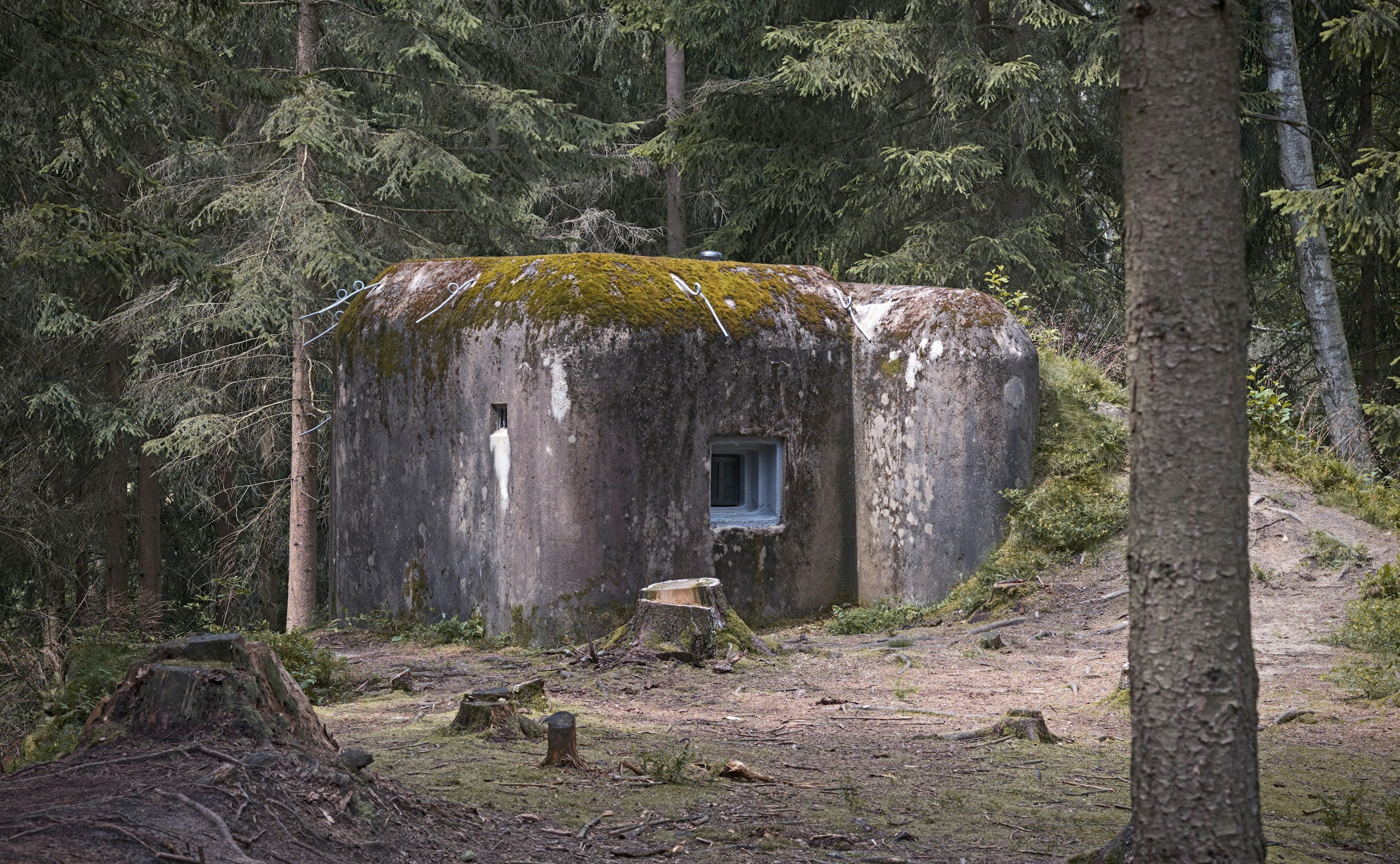 Abandoned concrete bunker in a forest setting