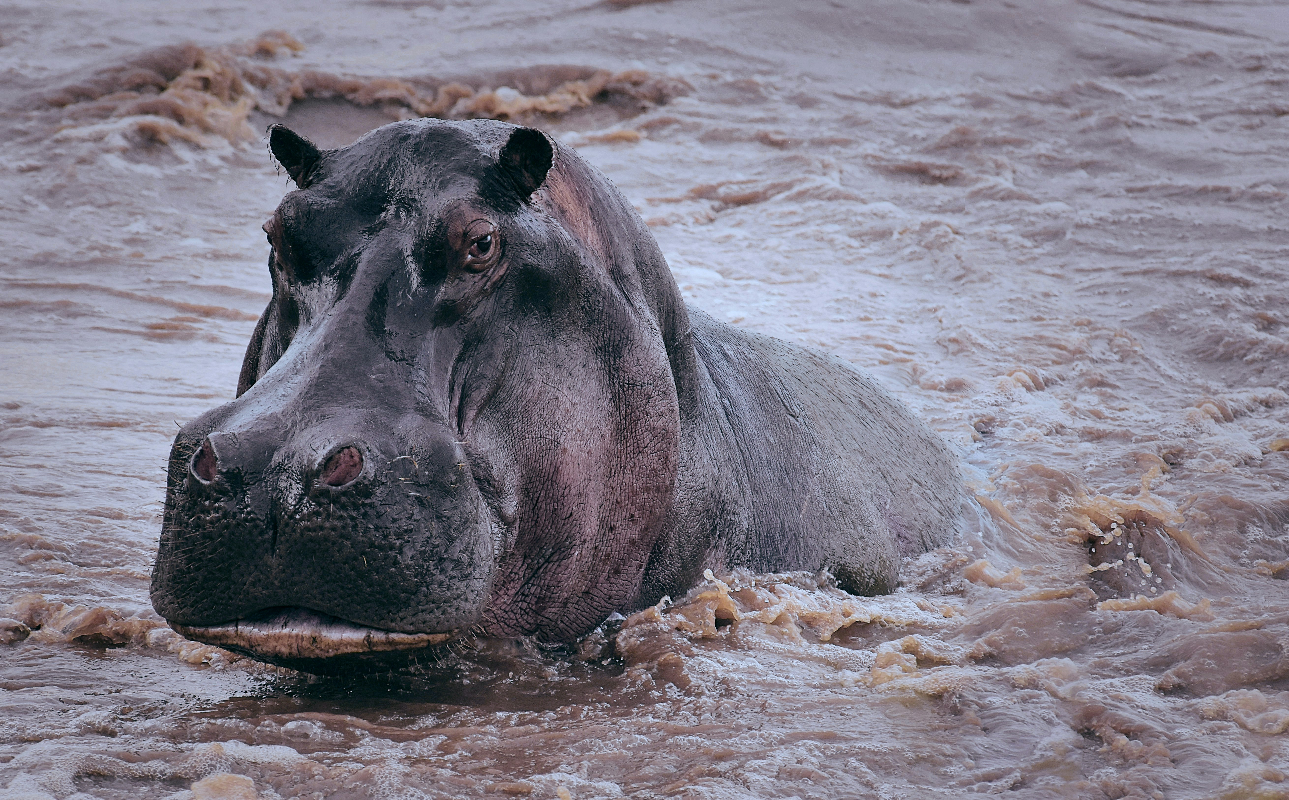 Hippopotamus submerged in muddy water