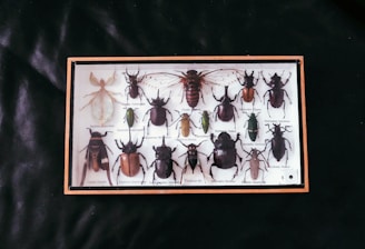 Framed collection of pinned insects on a dark background
