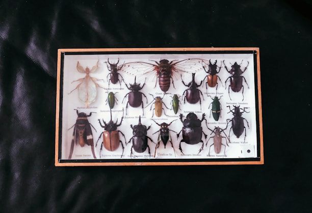 Framed collection of pinned insects on a dark background