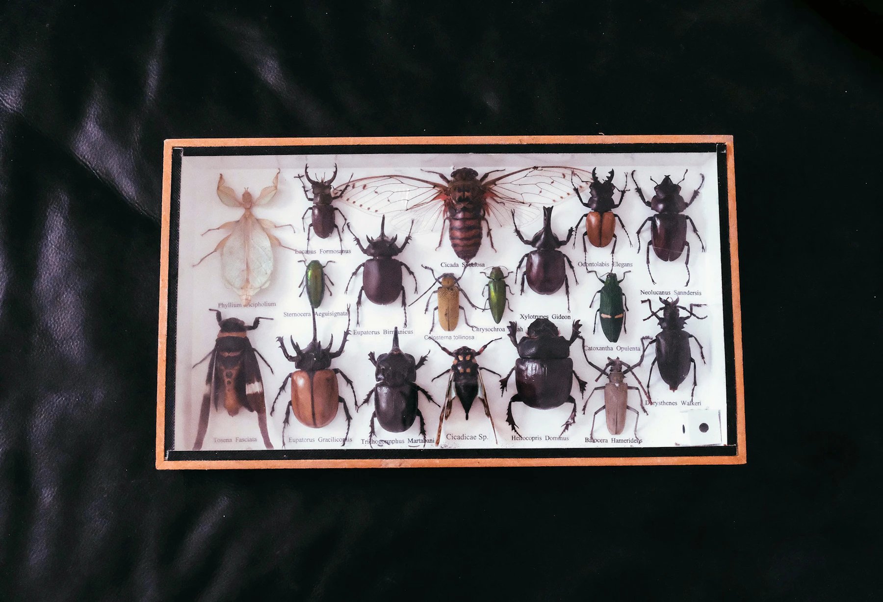 A shallow wooden box of beetles and a cicada under glass, each with a small printed name, on a black background