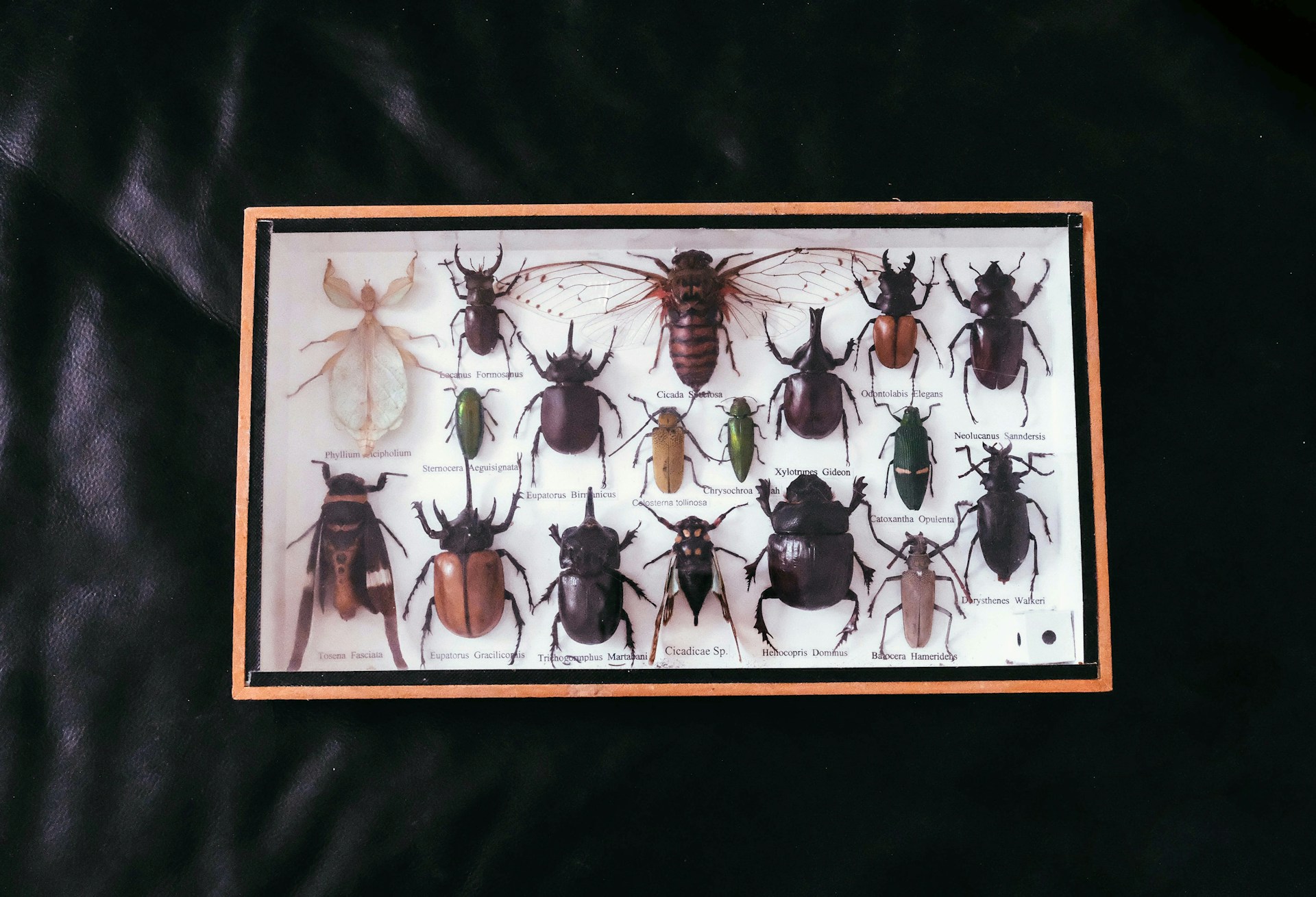 Framed collection of pinned insects on a dark background