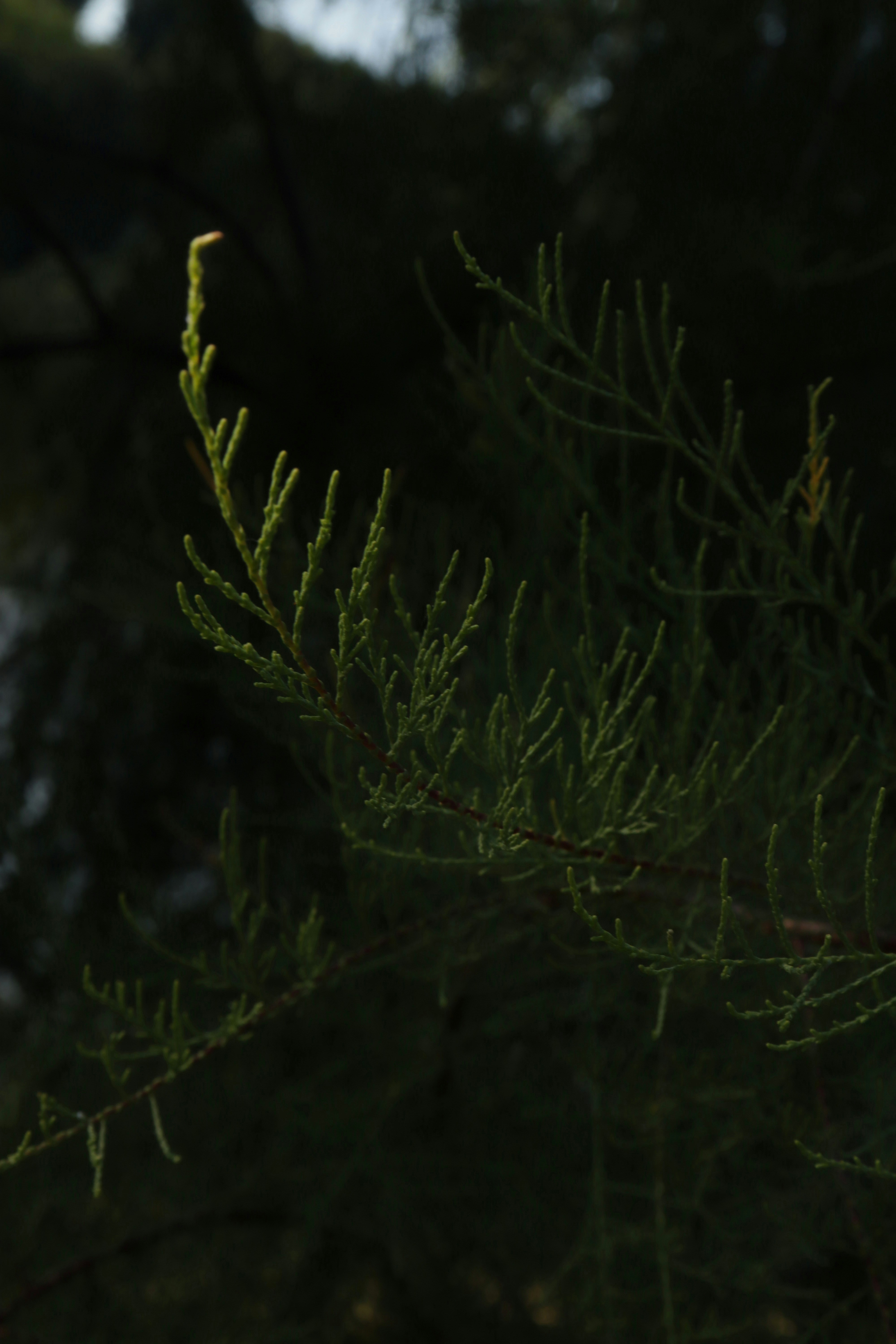 Photo by bored_mongoose