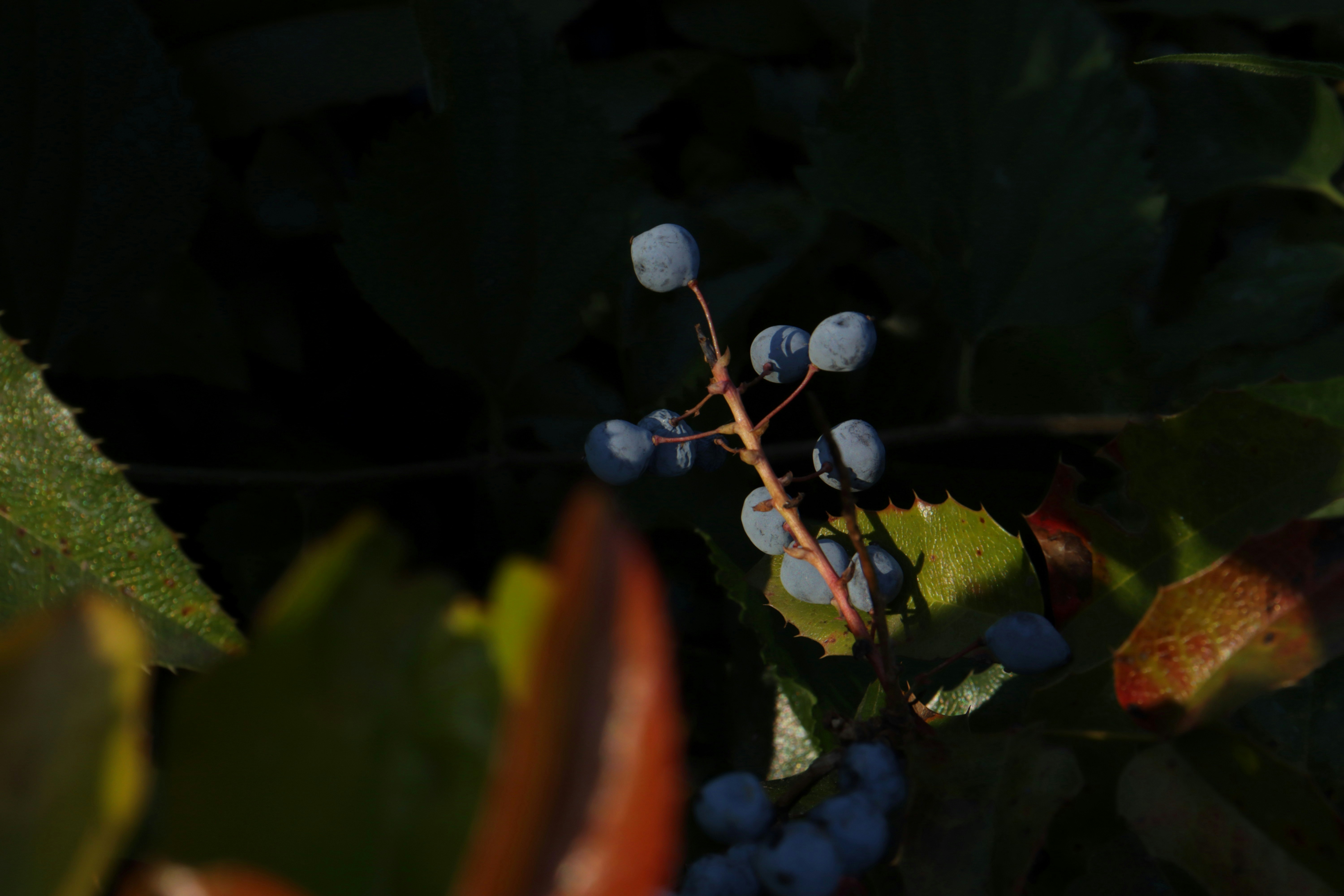 wild berries wallpaper, wallpaper, Foraging Wild Berries: A Responsible Guide 2