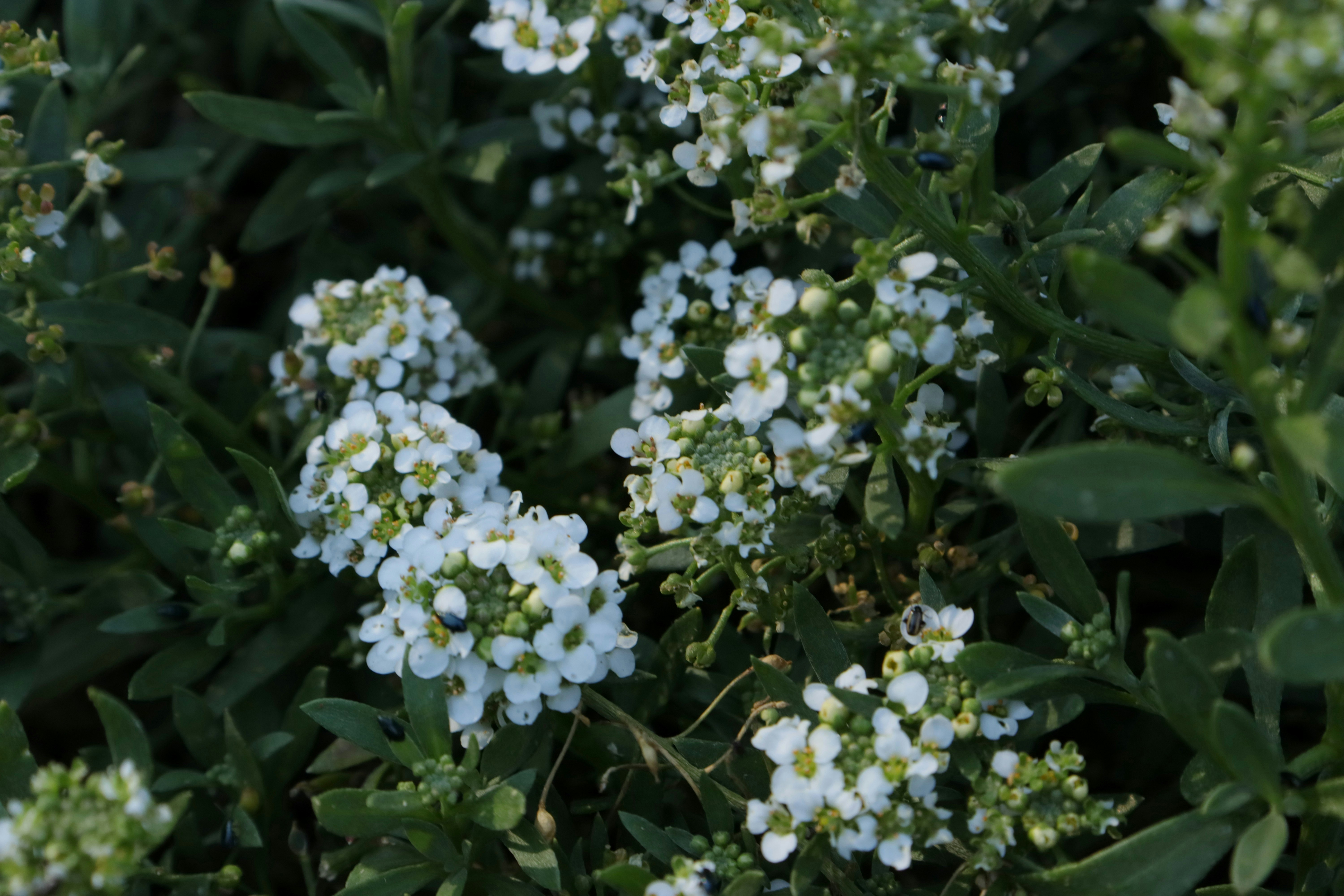 Photo by bored_mongoose