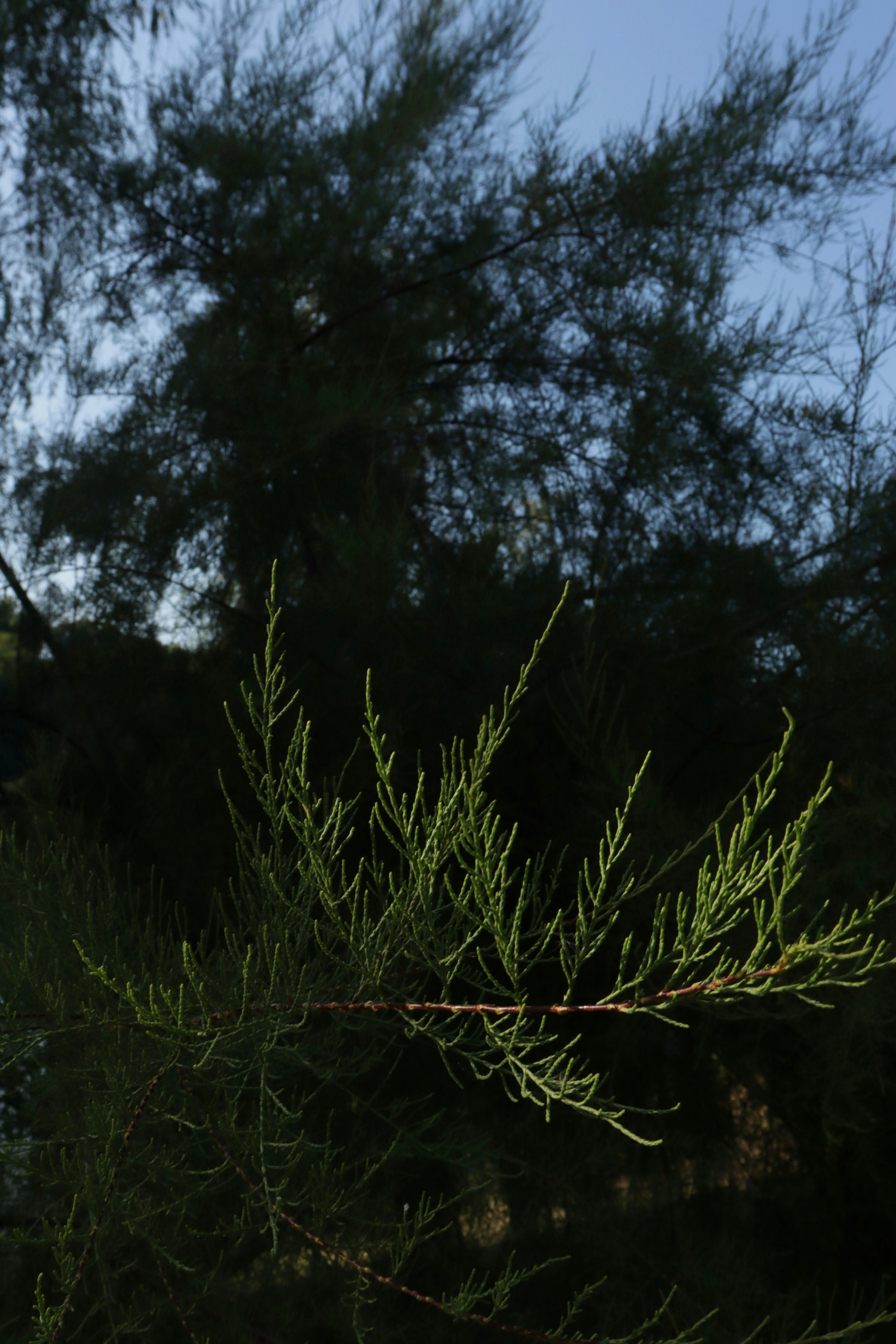 Grüne Zirbenzweige vor dunklem Himmel