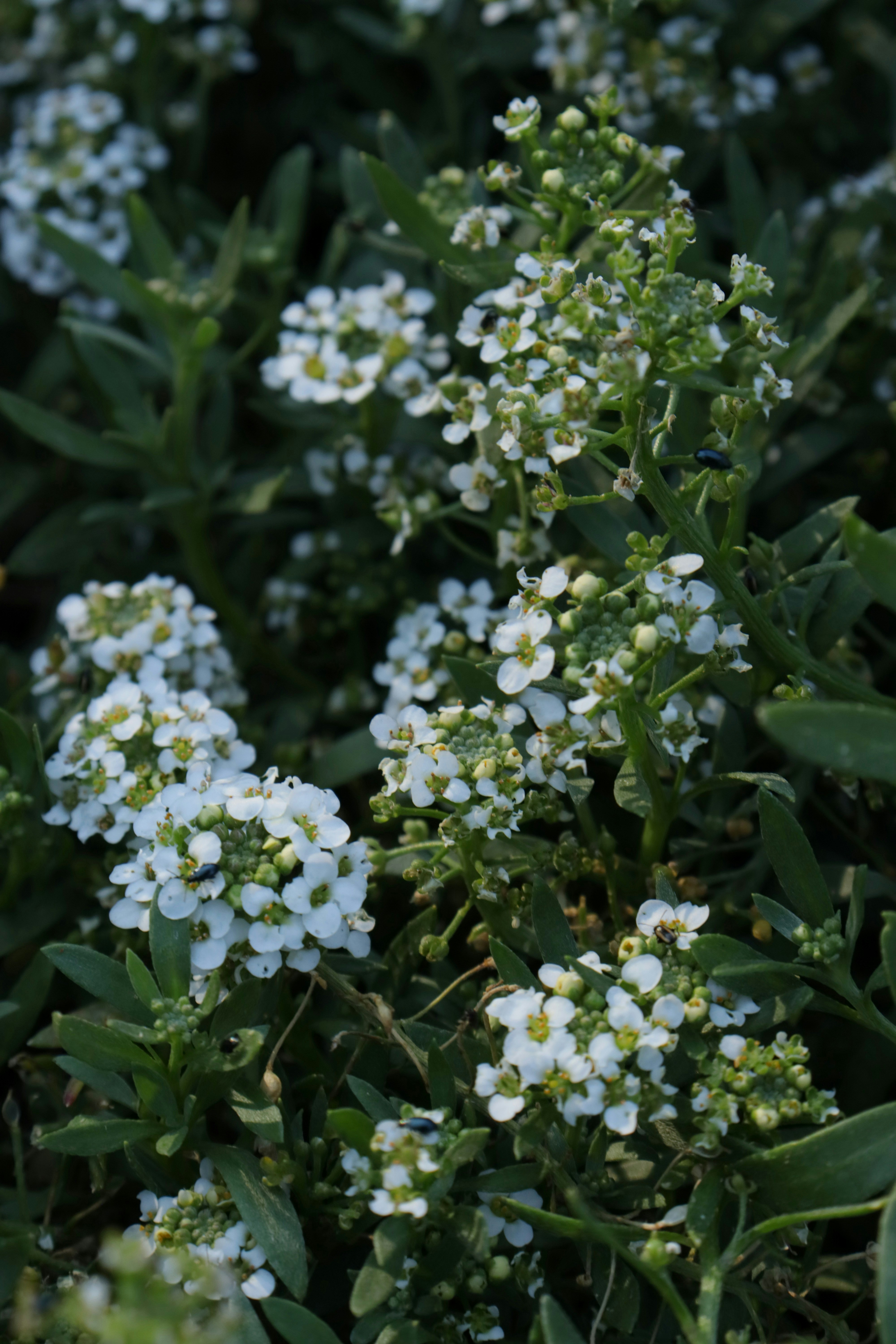 Photo by bored_mongoose