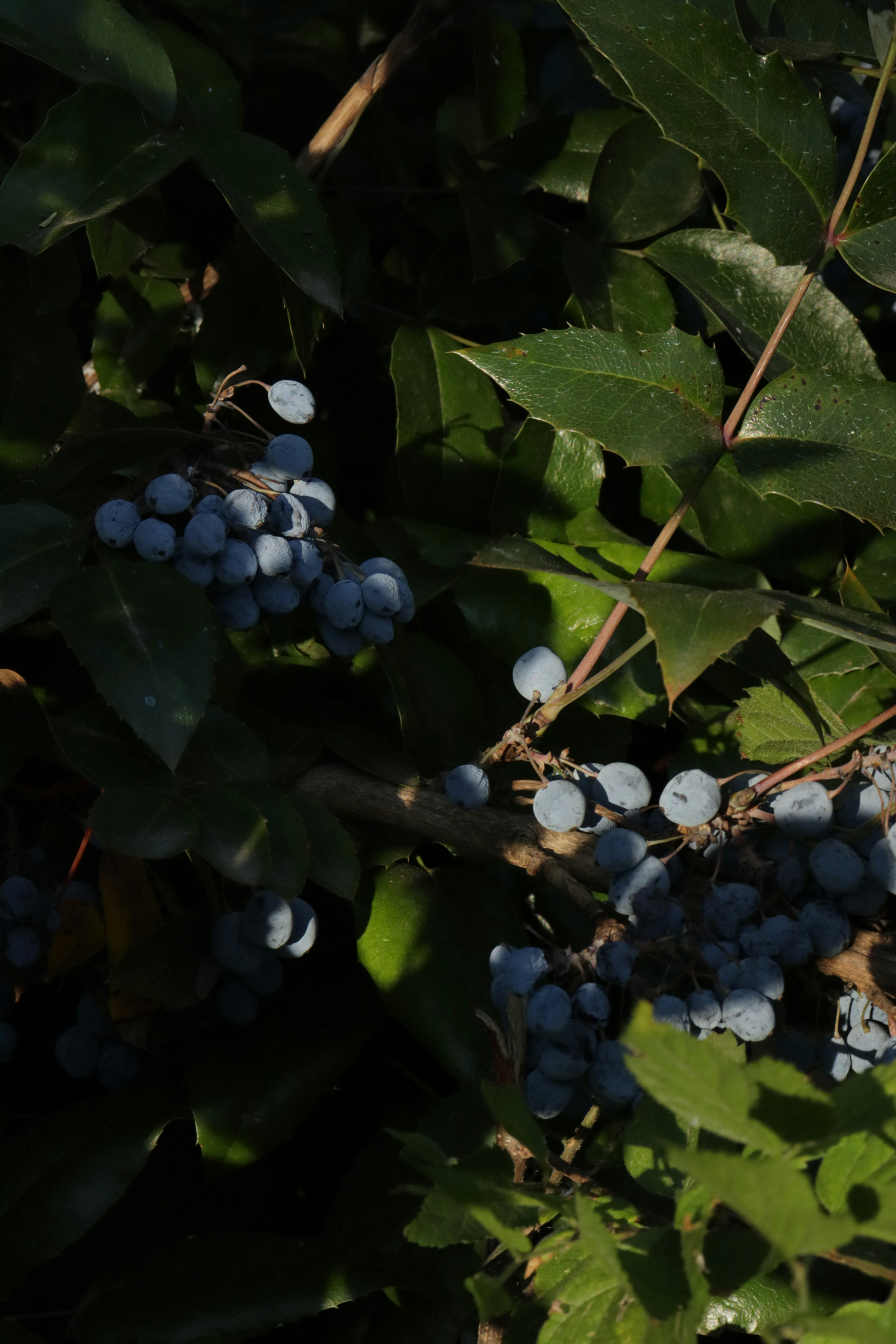 Photo by bored_mongoose