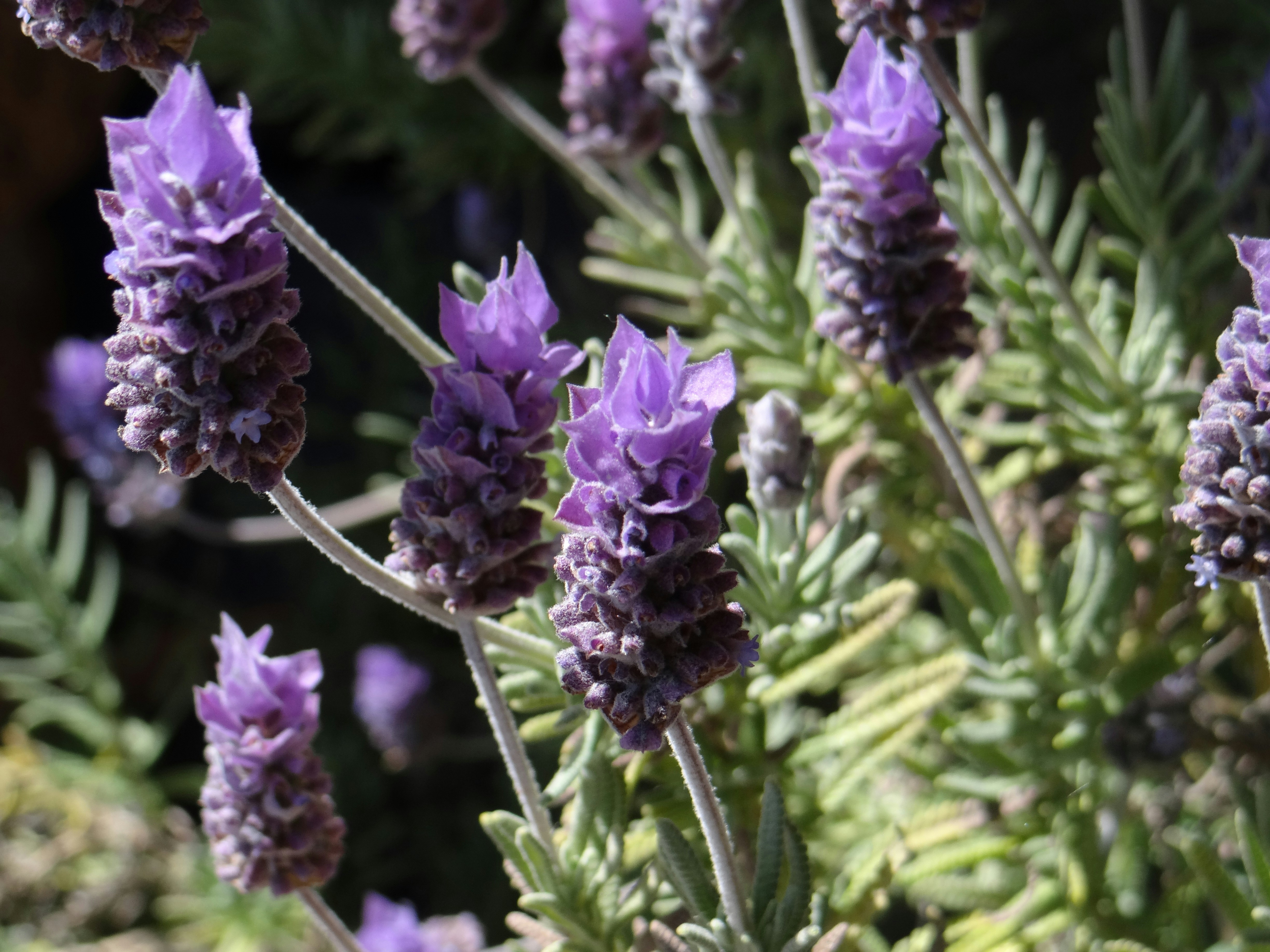 Photo by macornelsen