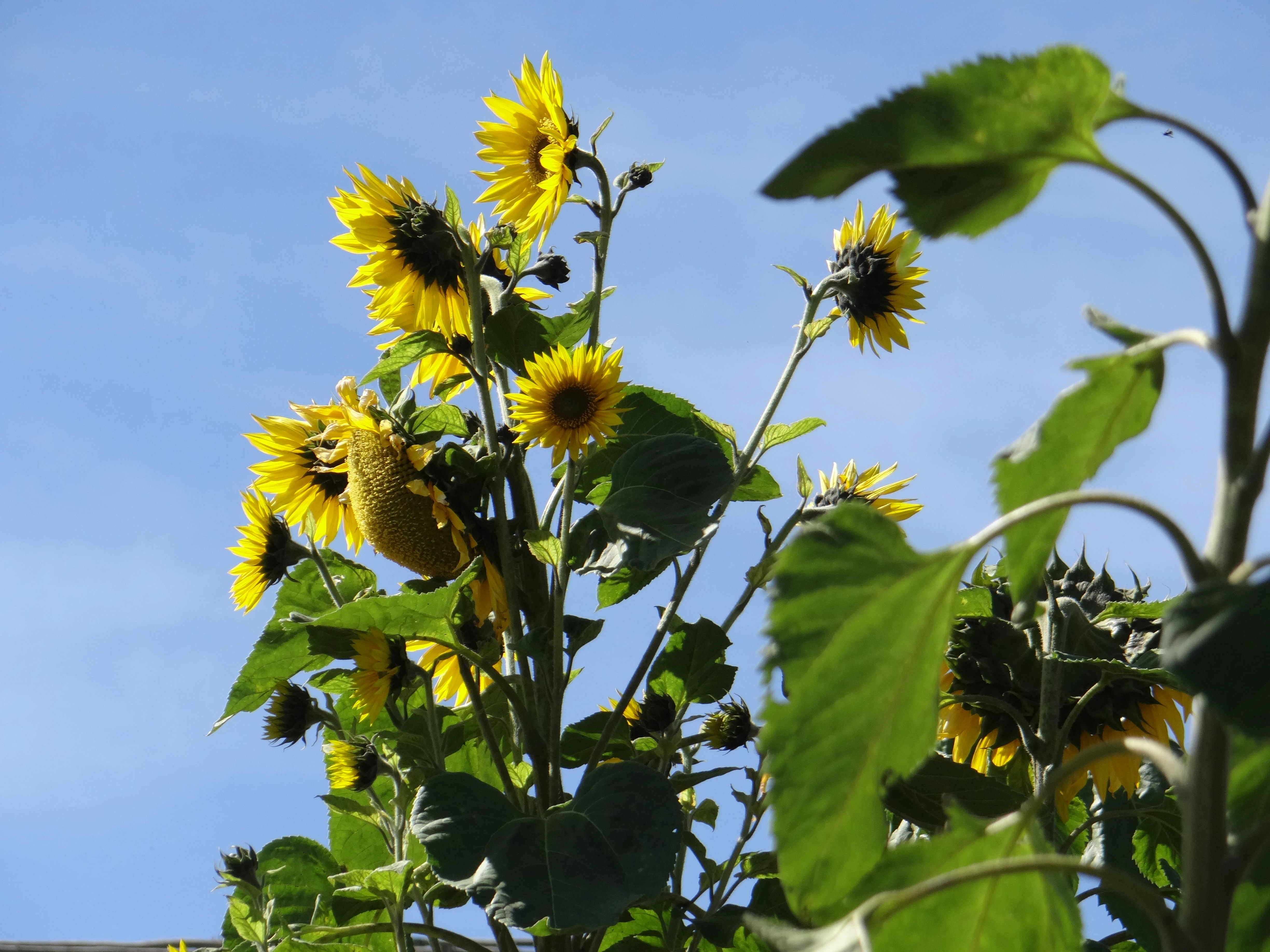 Photo by macornelsen