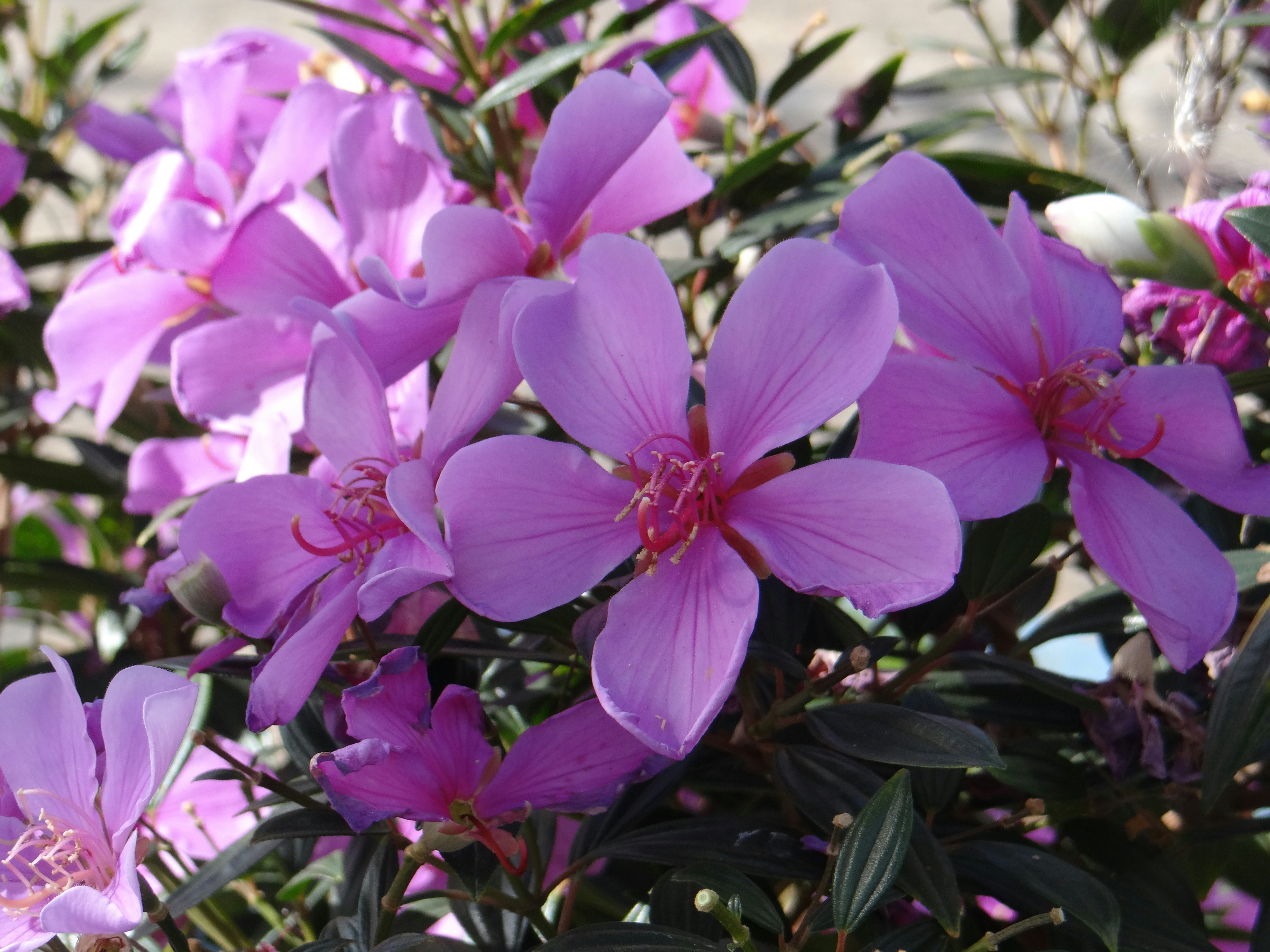 Photo by macornelsen