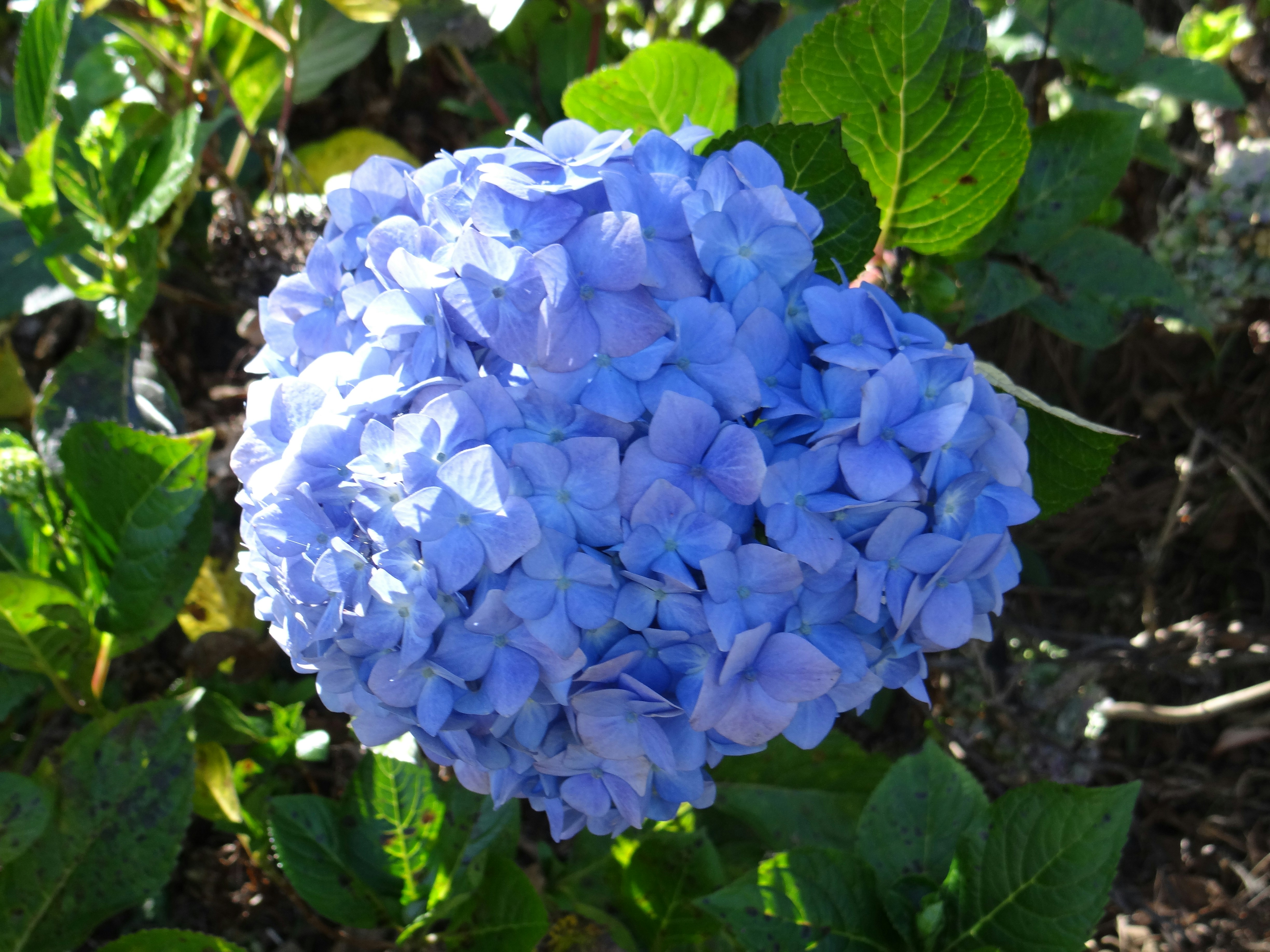 Photo by macornelsen