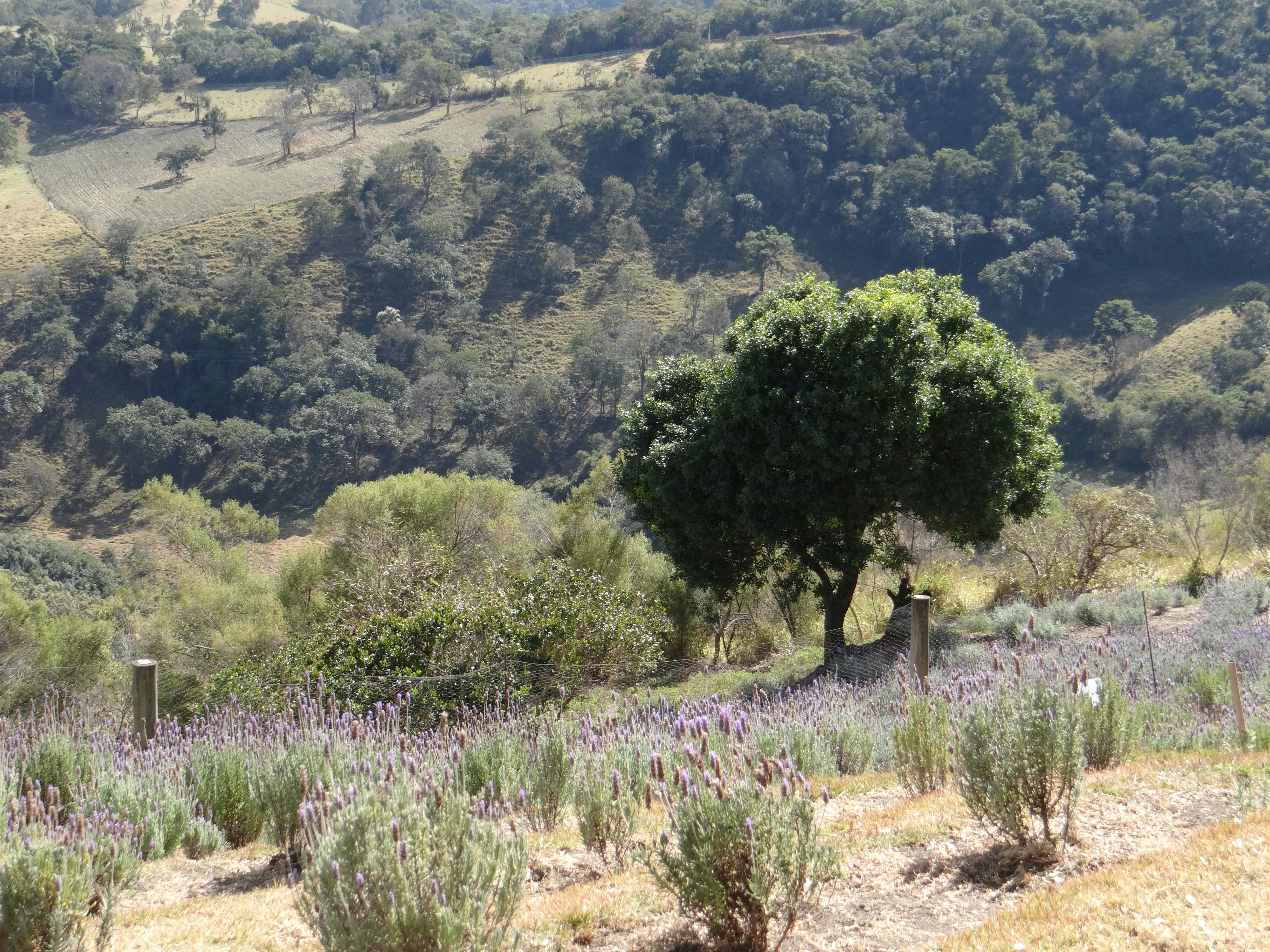 Lavender field in Cunha, São Paulo, Brazil