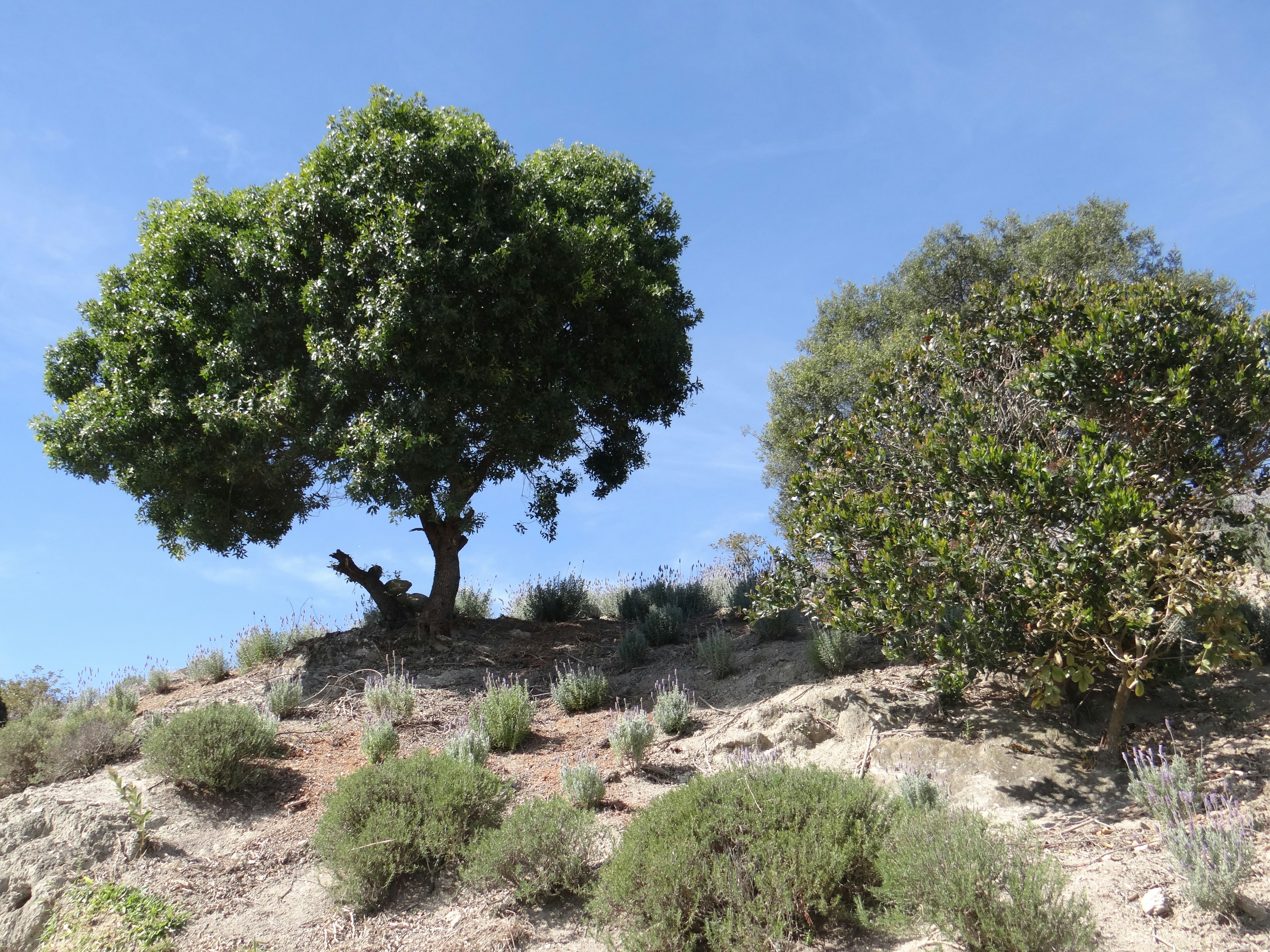 Photo by macornelsen