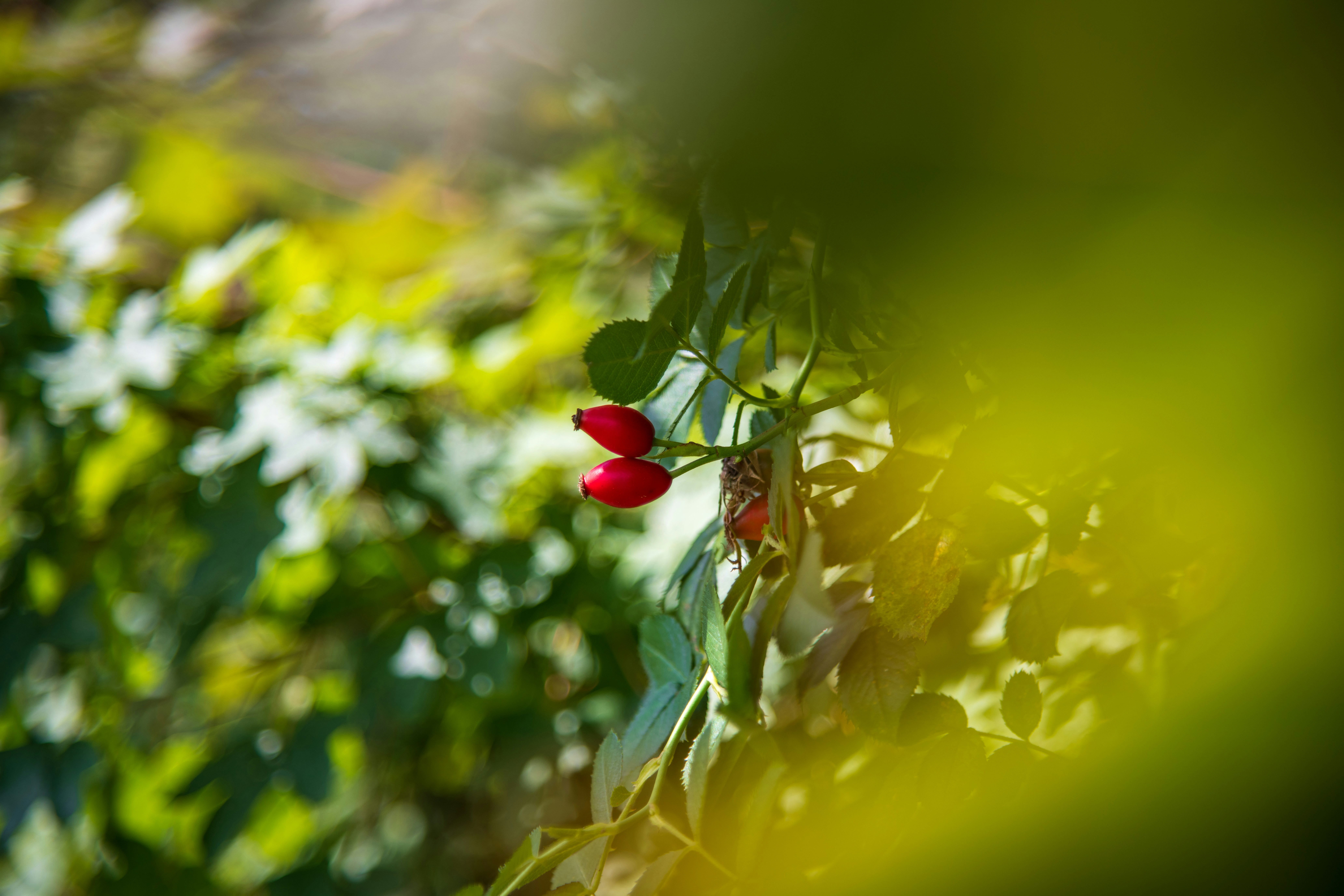 Photo by skstrannik