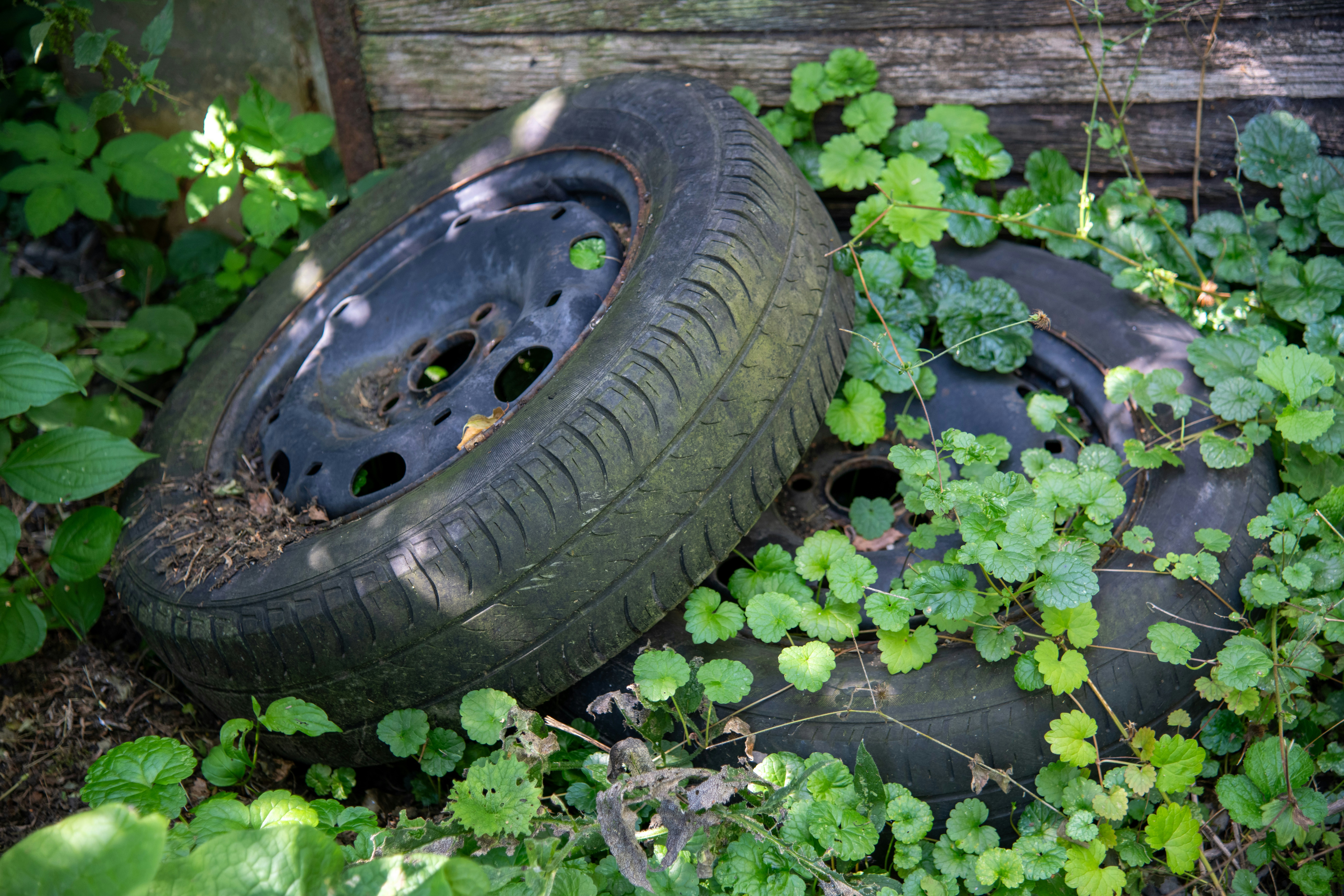 Alte Reifen, die in überwuchertem grünem Laub entsorgt wurden