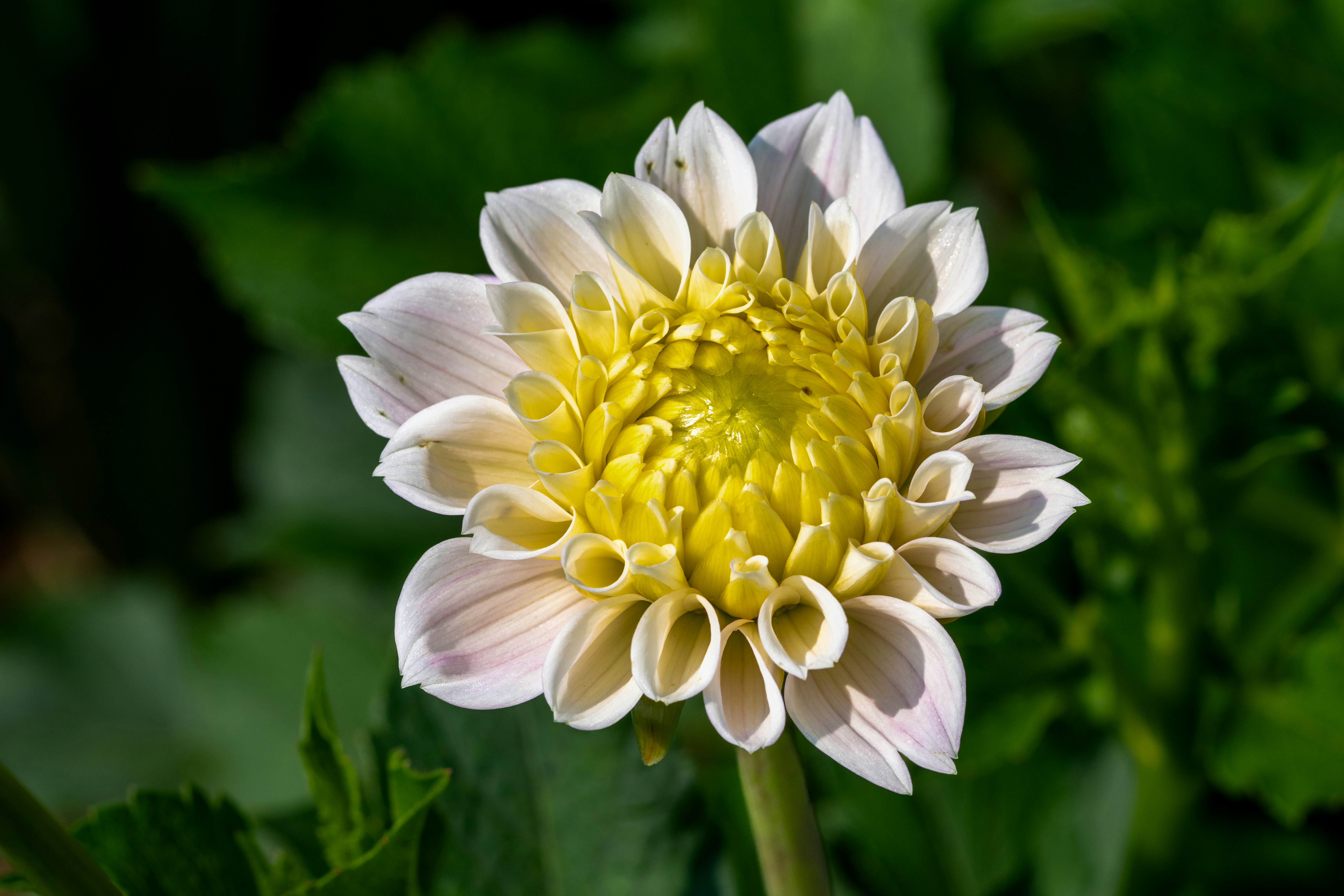 Photo by siegfriedpoepperl