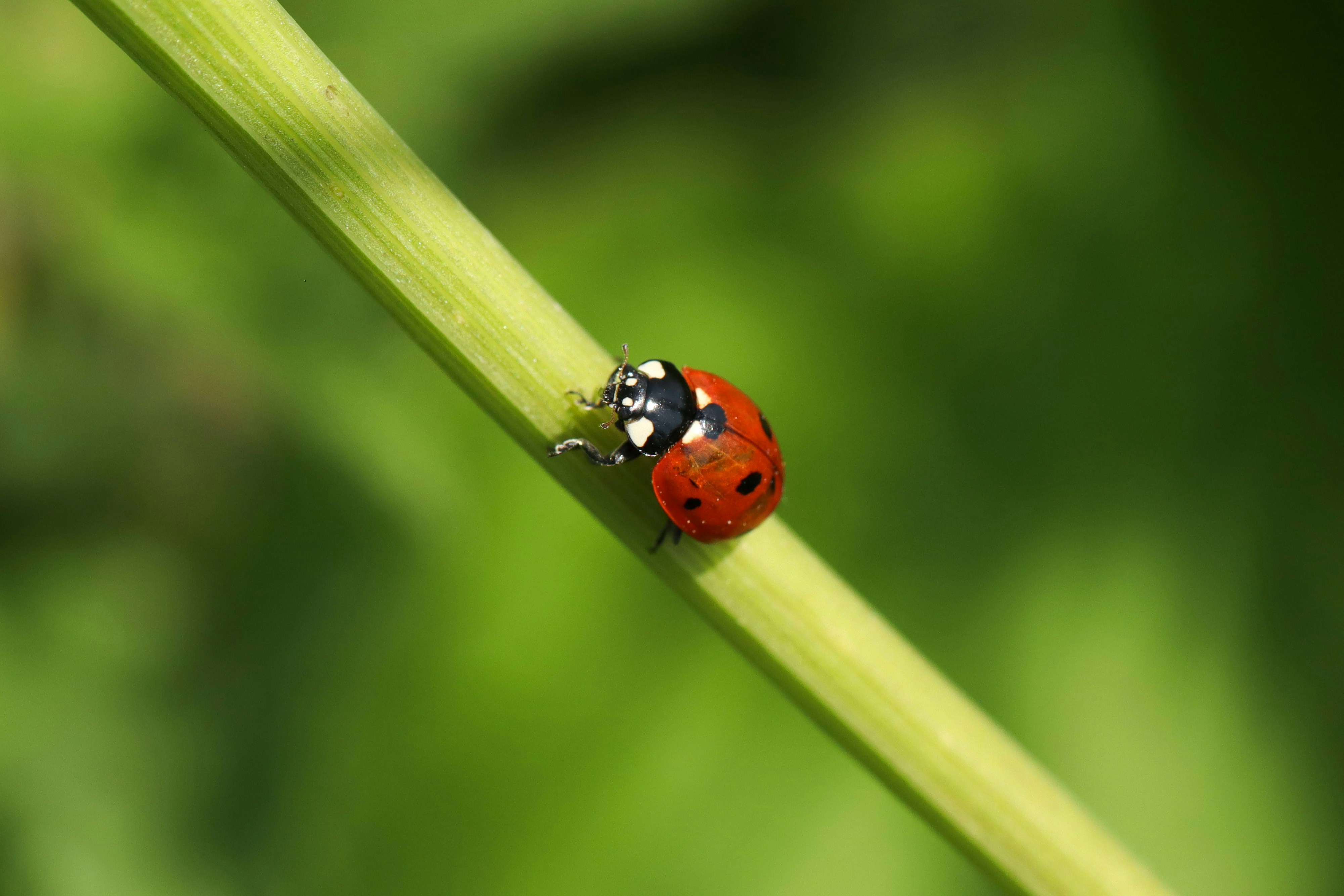 A red ladybug crawls on a green stem.