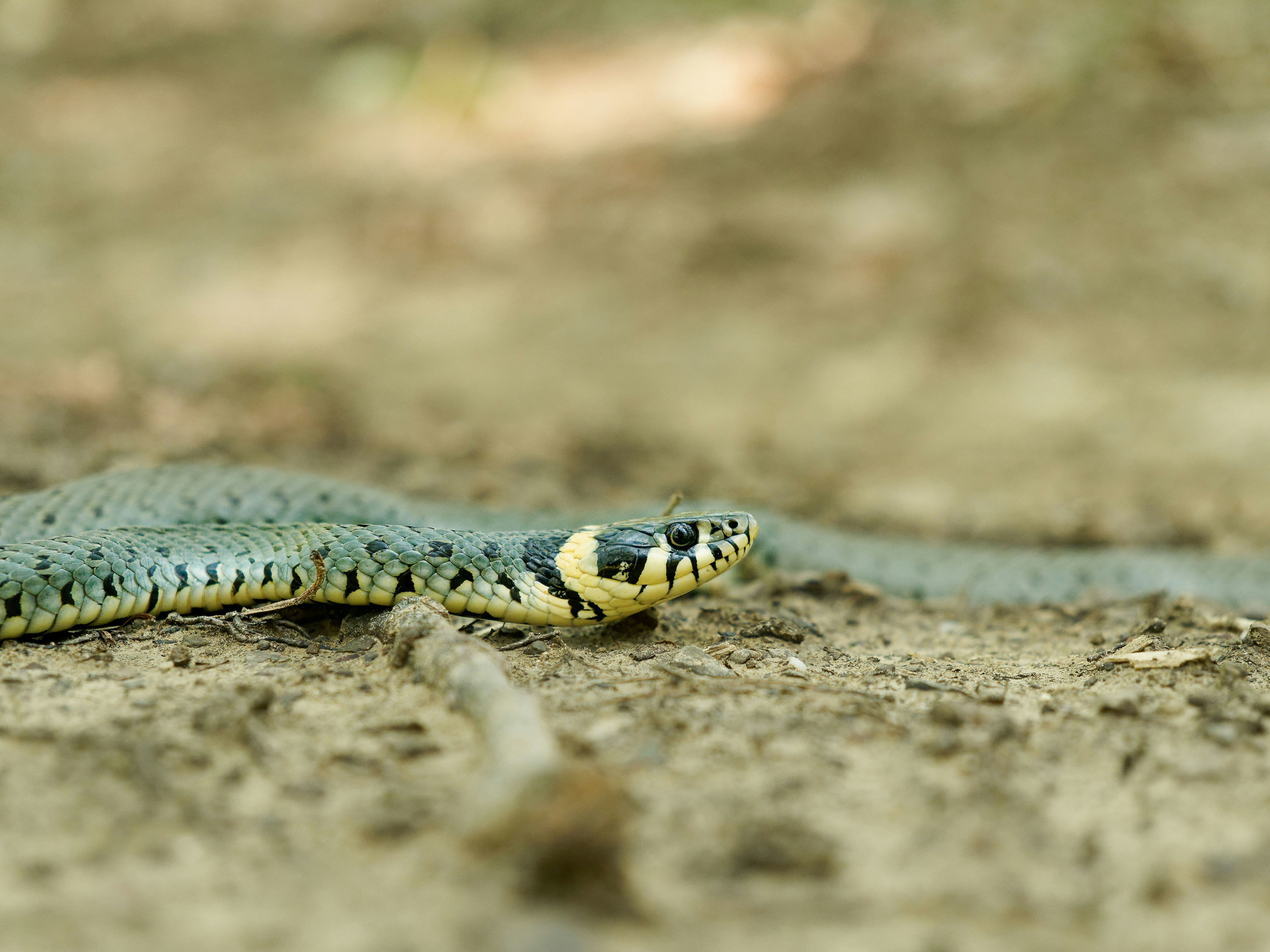 Photo by illes_cristi