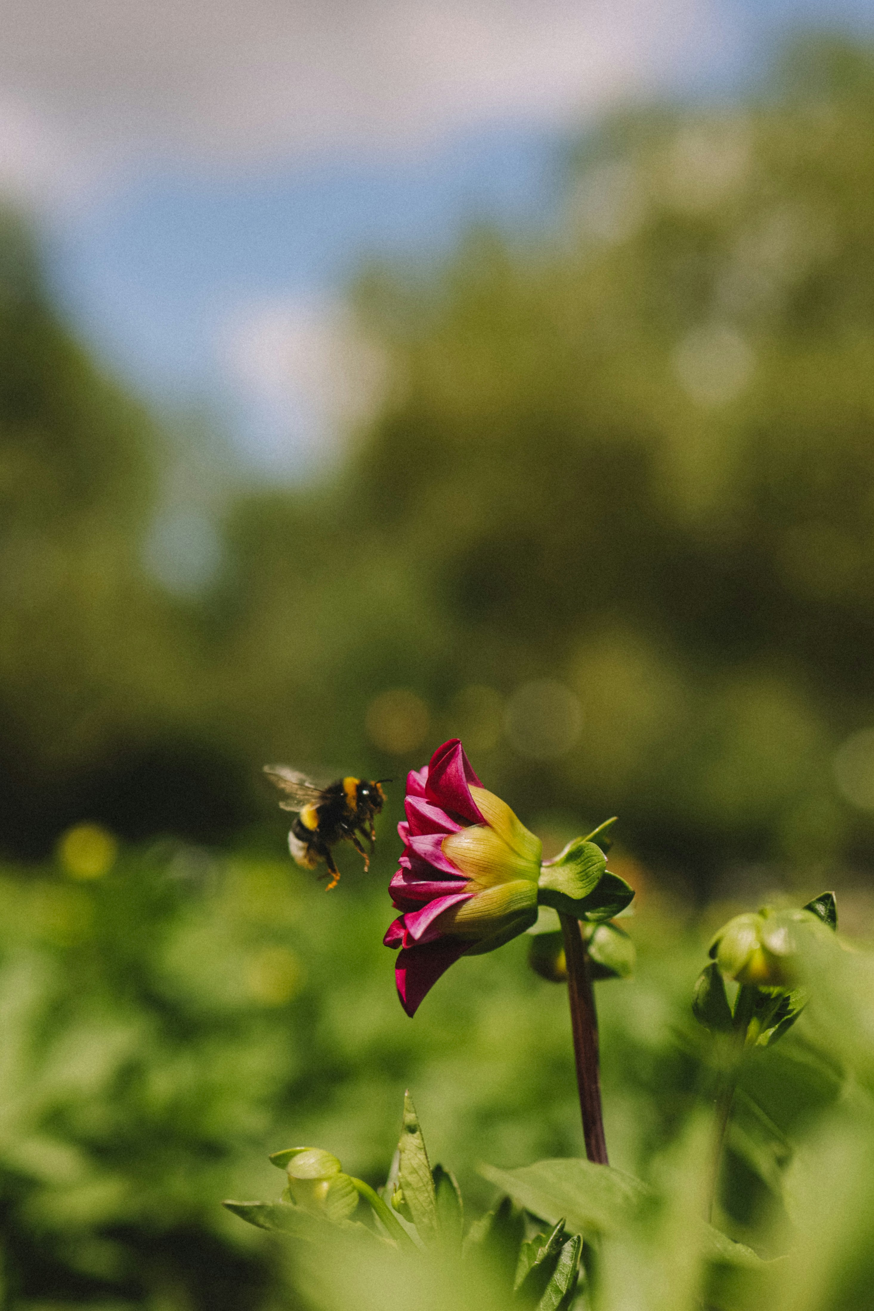 Une abeille s’approche d’une fleur violette dans un jardin.