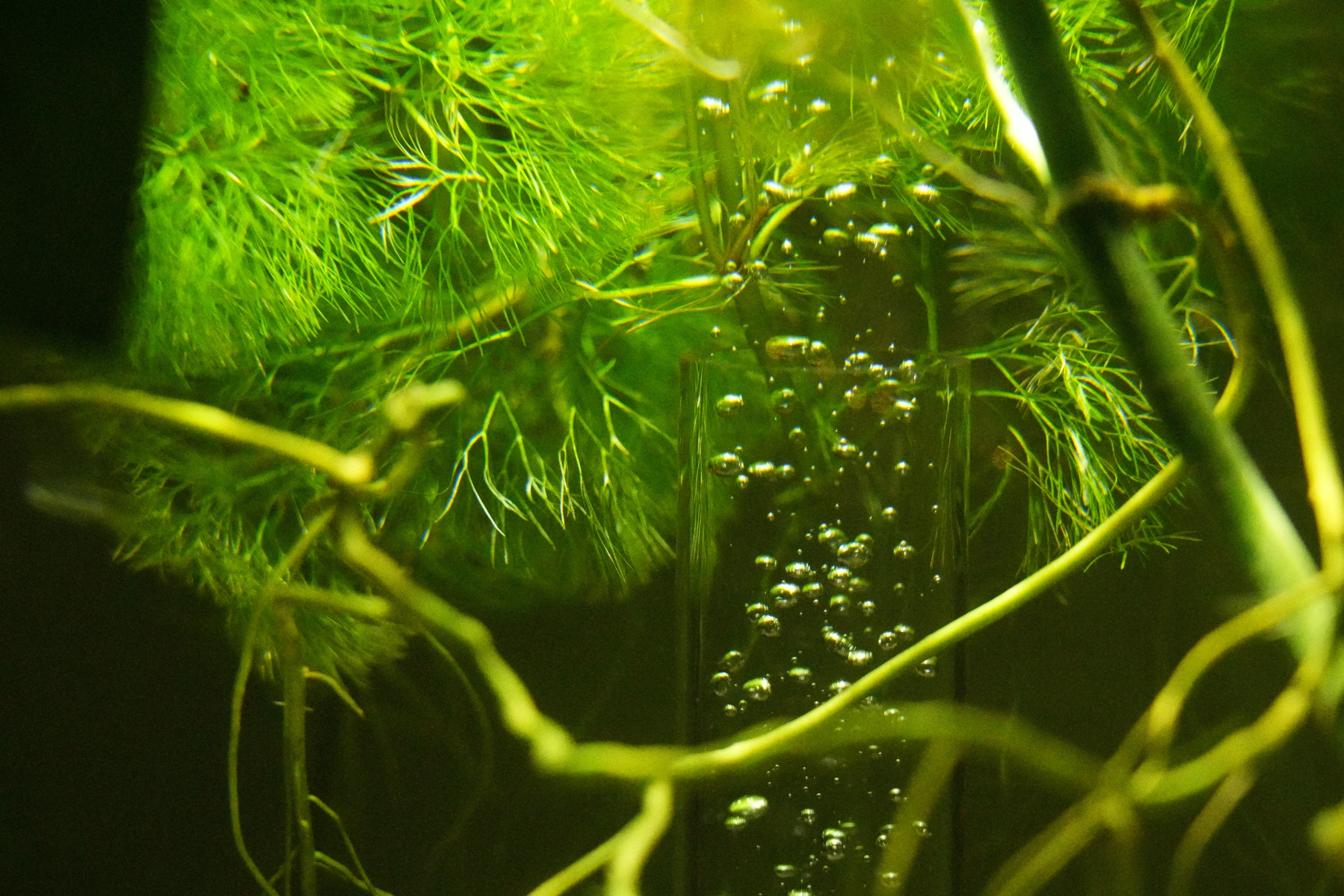 Green aquatic plants with small bubbles