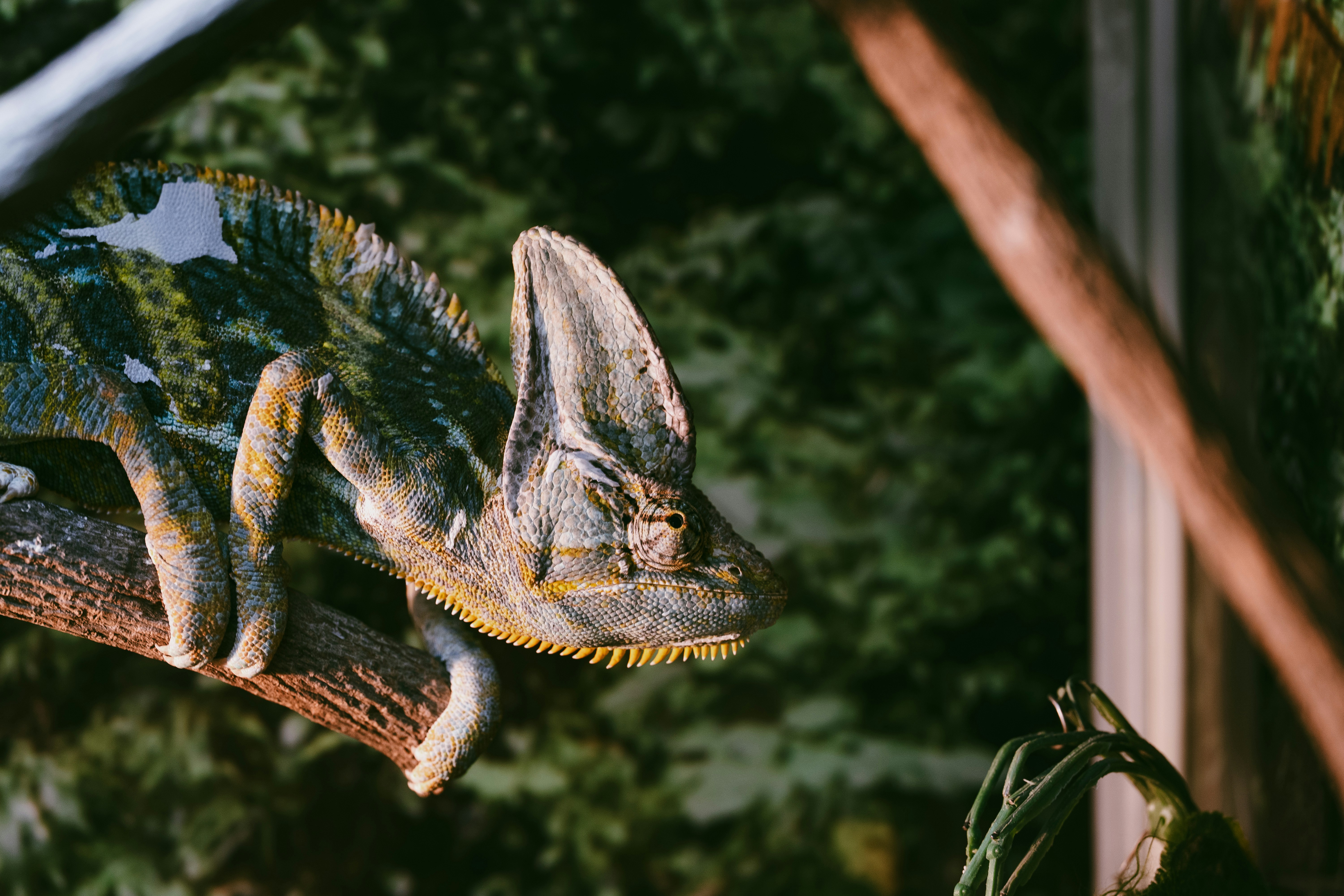 Chameleon perched on a tree branch with green foliage.