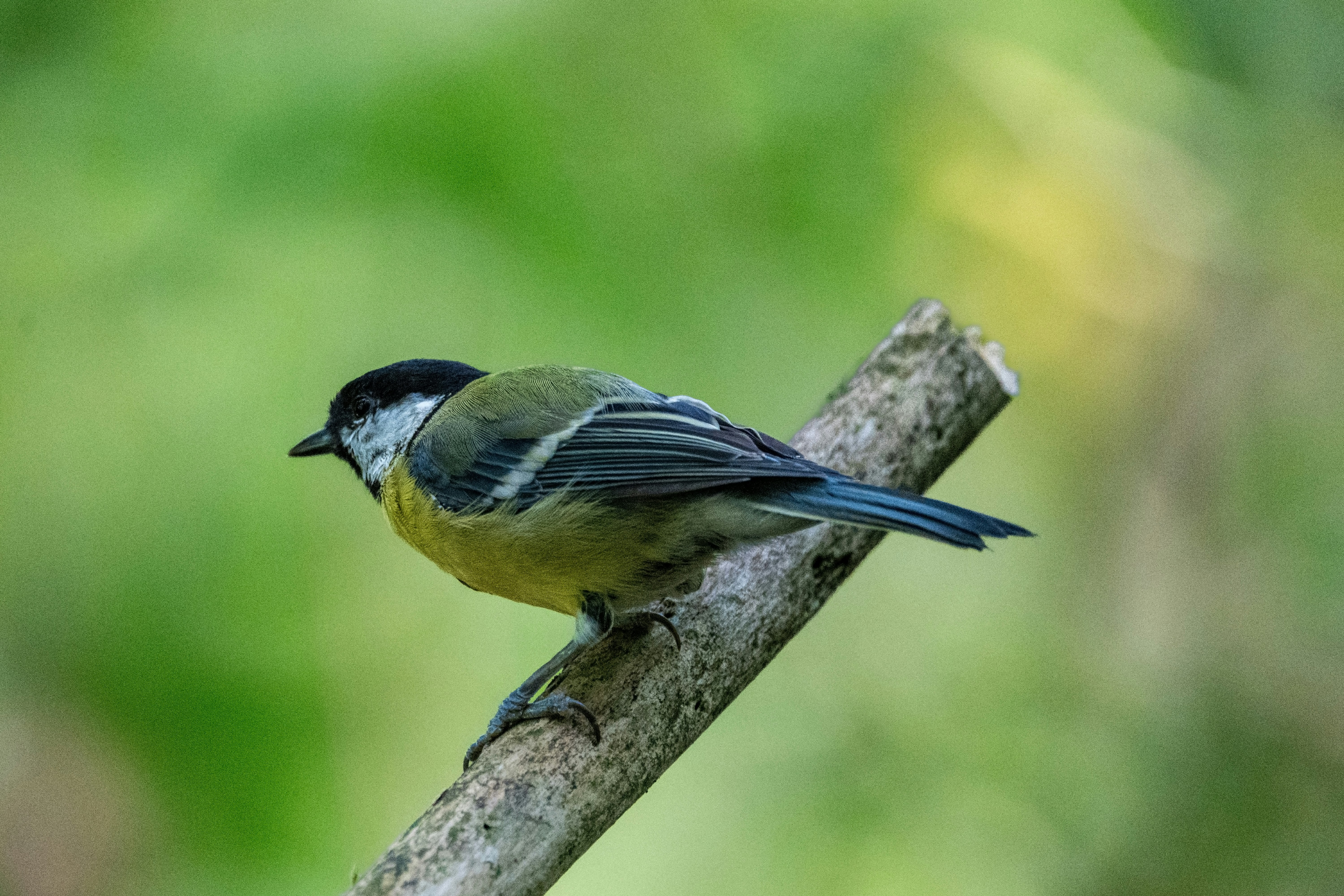 Photo by siegfriedpoepperl