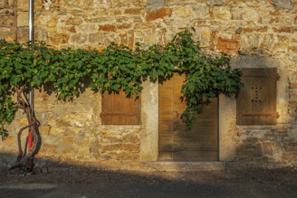 A cat sits on a stone wall with green vines.