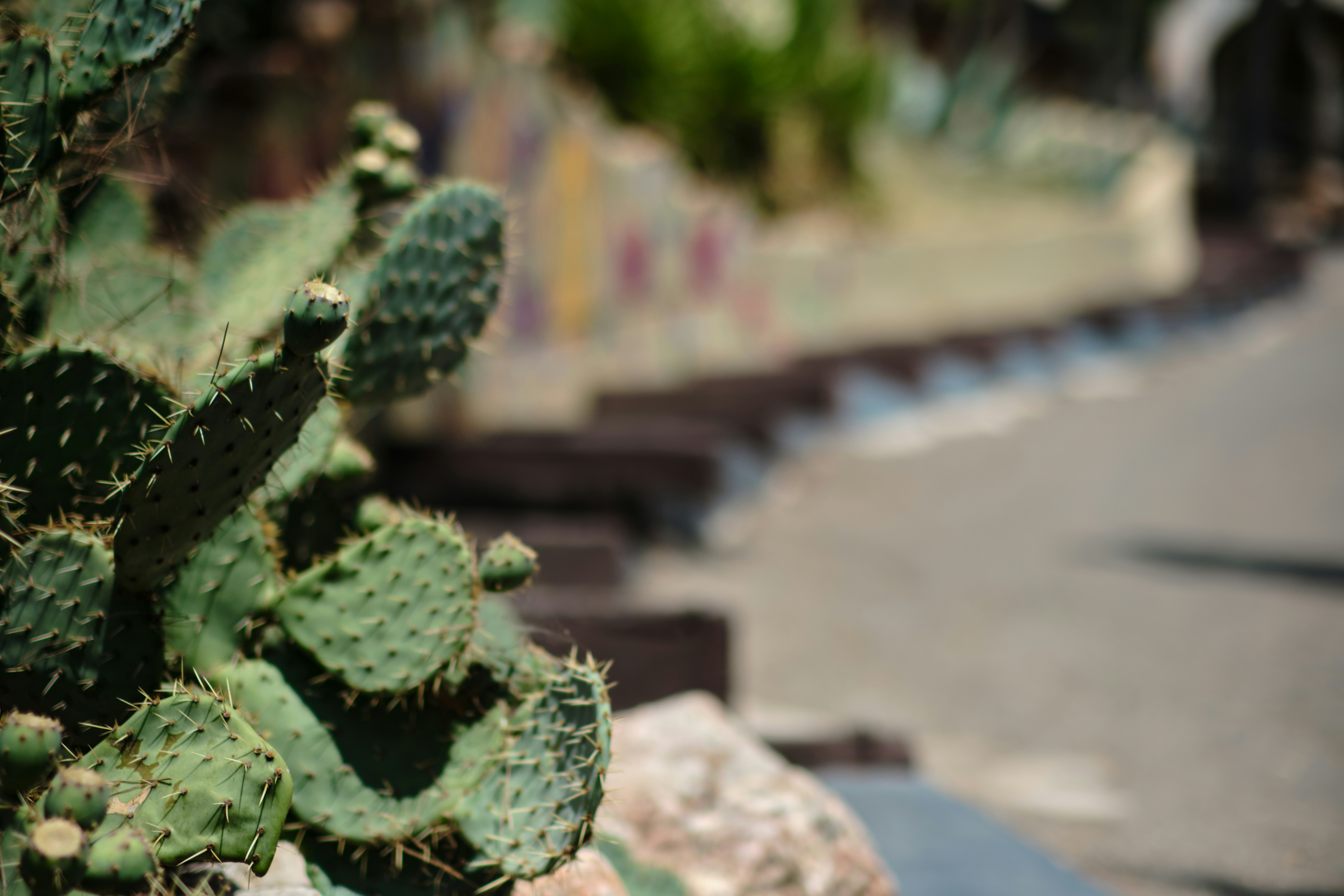 Green prickly pear cactus with a blurred background